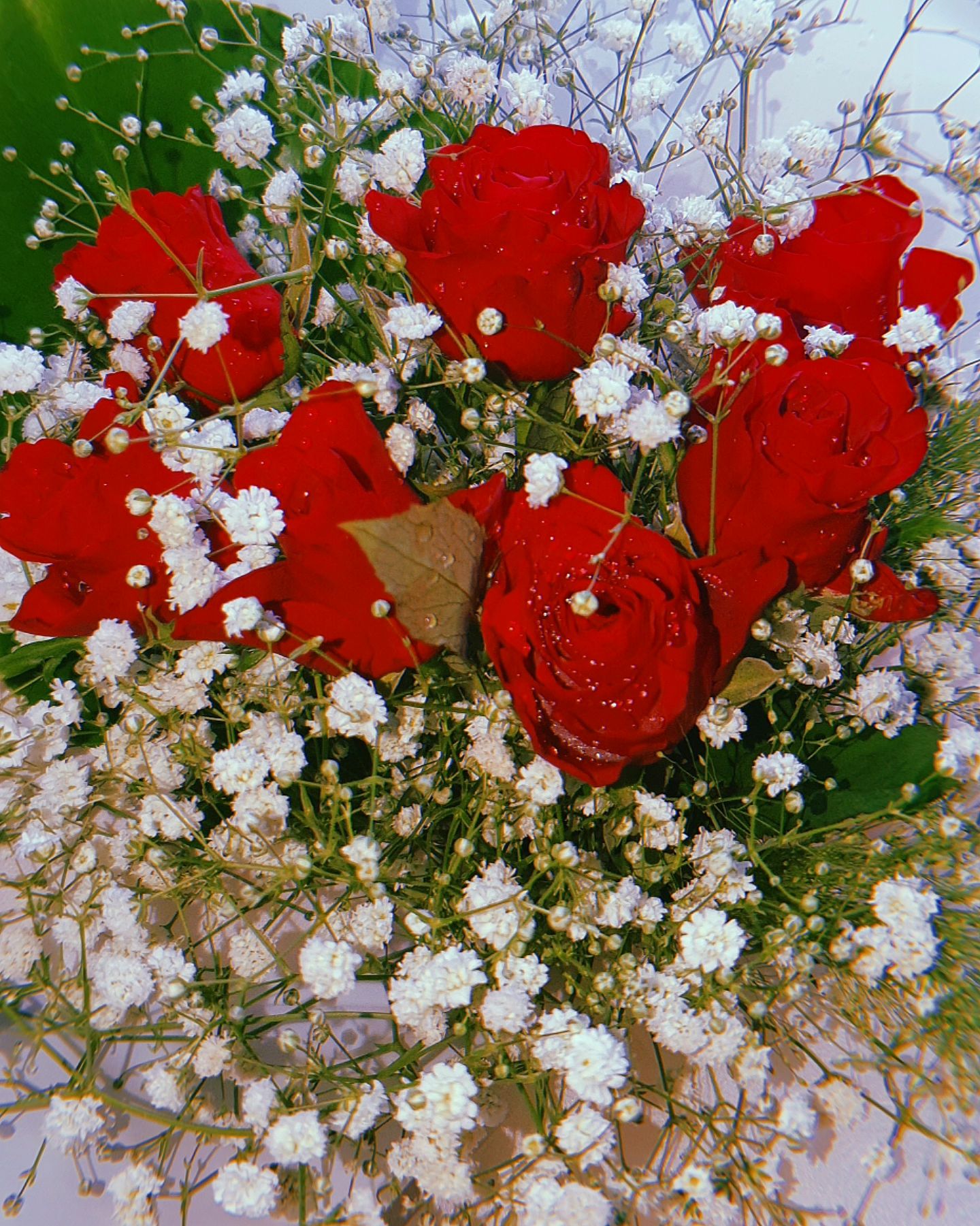 ❤💛💙🌹🌹🌹🌹🌹🌹🌹🎂🐶