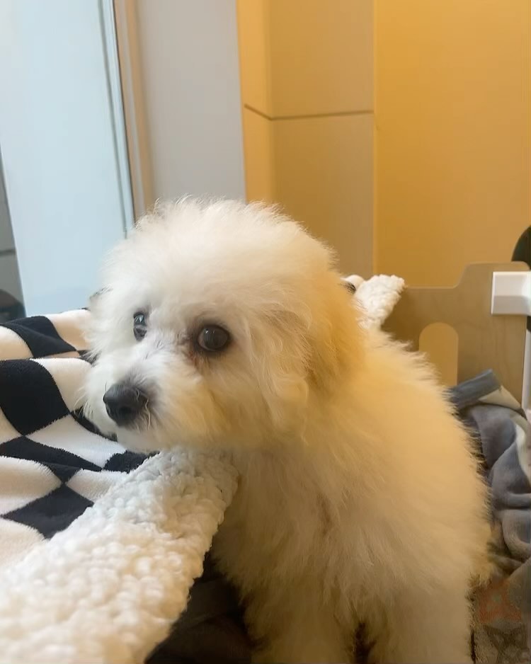 ❗애기 임보처 구해졌습니다 !!❗️
➡️임보 취소 저희집에 있습니당 ㅜㅜ..!!

오늘 샵가서 목욕도하고 
털도 다듬었어요 
감사하게도  petsalon2023 
댕댕몽에서 애기 입양가게 되면 미용을 해주신다고 하였습니다
원장님 감사합니다 !!!!
모두 관심 가져주시고 마음 써주셔서 감사합니다 ❤️❤️🙇🏻‍♀️