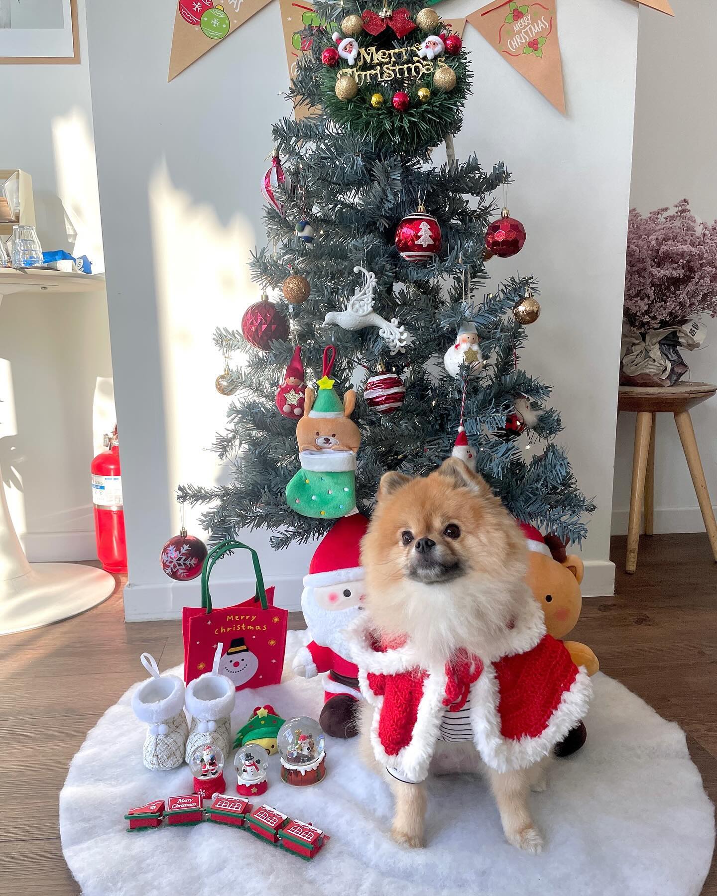 #크리스마스는12월내내 
콩하〰️🎄
요즘 칭구들 피드에 트리사진 잔뜩 올라오길래 
콩이도 트리 밑에서 찰칵!!📸
크리스마스 분위기 잔뜩이라 넘 신난댱〰️🎅🏻🎁

아 군데 울 눈나들 자기들만 먹구 난 하나두 안준고 있찌?!!😠
심지어 집에서 까까 챙기는것도 까묵었다는게 말이 돼냐구!!🔥
구래서 나도 사진 찍눈데 협조 1도 안해줬떠😜🎄

눈나드라!! 이뿐 사진 건지고 시푸면 까까는 항상 들고 다니라궁!!😝❤️

콩 옷🏷️ 눈나표 🧶🪡
카페 🏷️ mon.wou (푸딩맛집🍮 강추👍🏻⭐️⭐️⭐️)