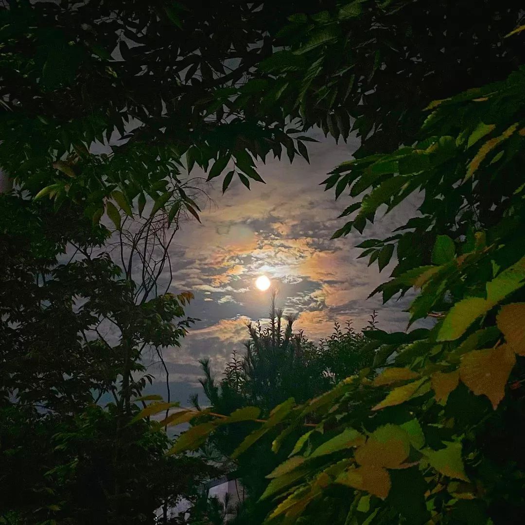 콘텐츠