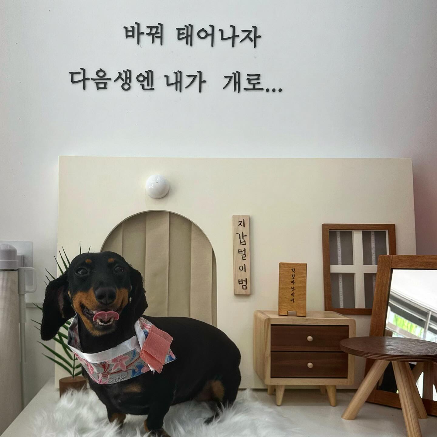 세븐이 명절이라 미용했다개…💇‍♀️

#세븐일레븐아니고 #세븐🐶 #강아지미용 #애견미용 #강아지스튜디오 #사장님친절해요👍 #추천 #광고 #협찬 #문의 #디엠
