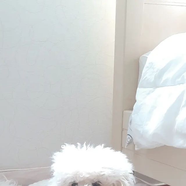 여름 on Instagram: "심플해서 짱이뽀🫶 #강아지방석 #라니온강아지방석 #협찬"