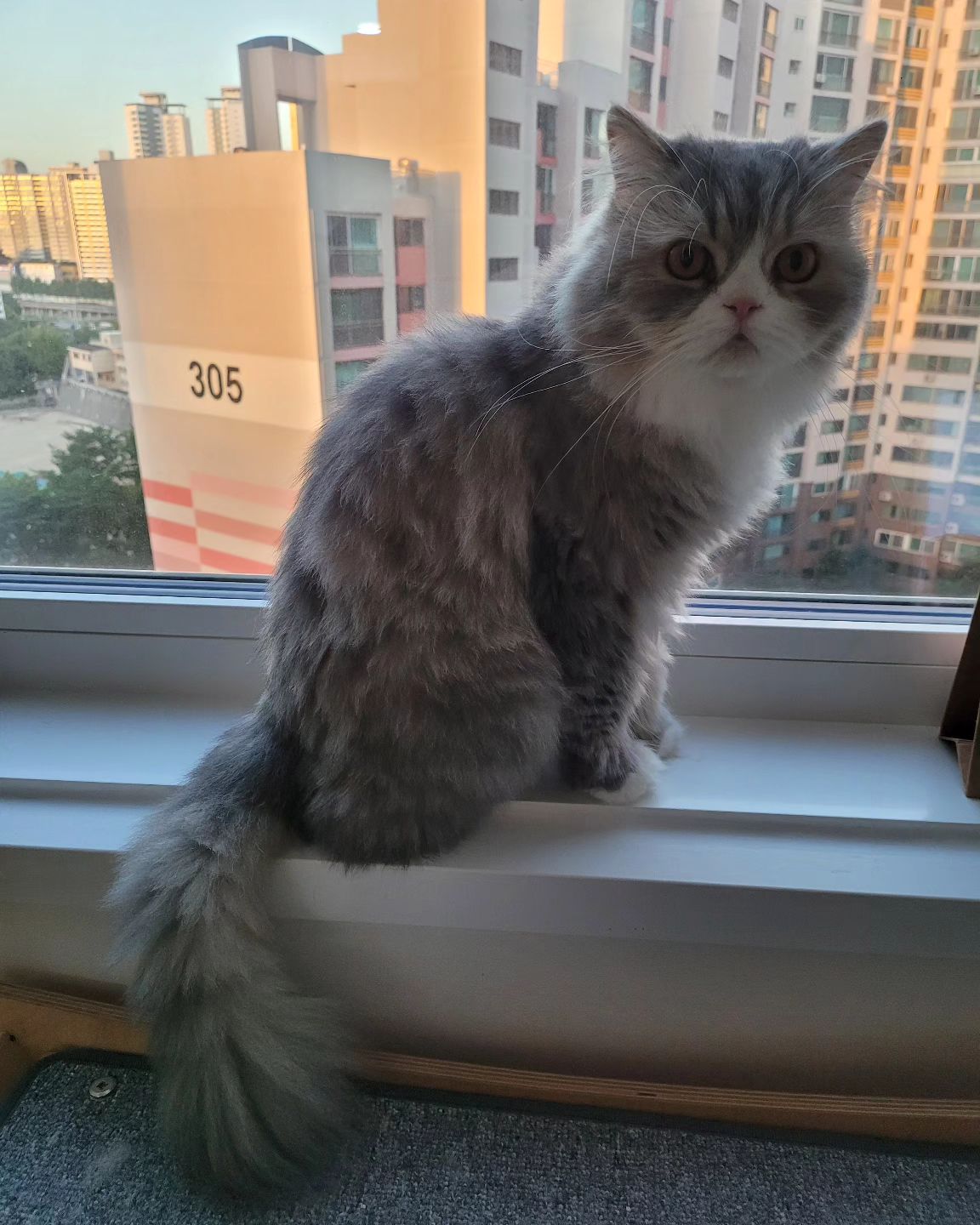 출장날 아침의 레나

#고양이 #220920 #냥스타그램 #cat  #猫 #ねこすたぐらむ #냥팔