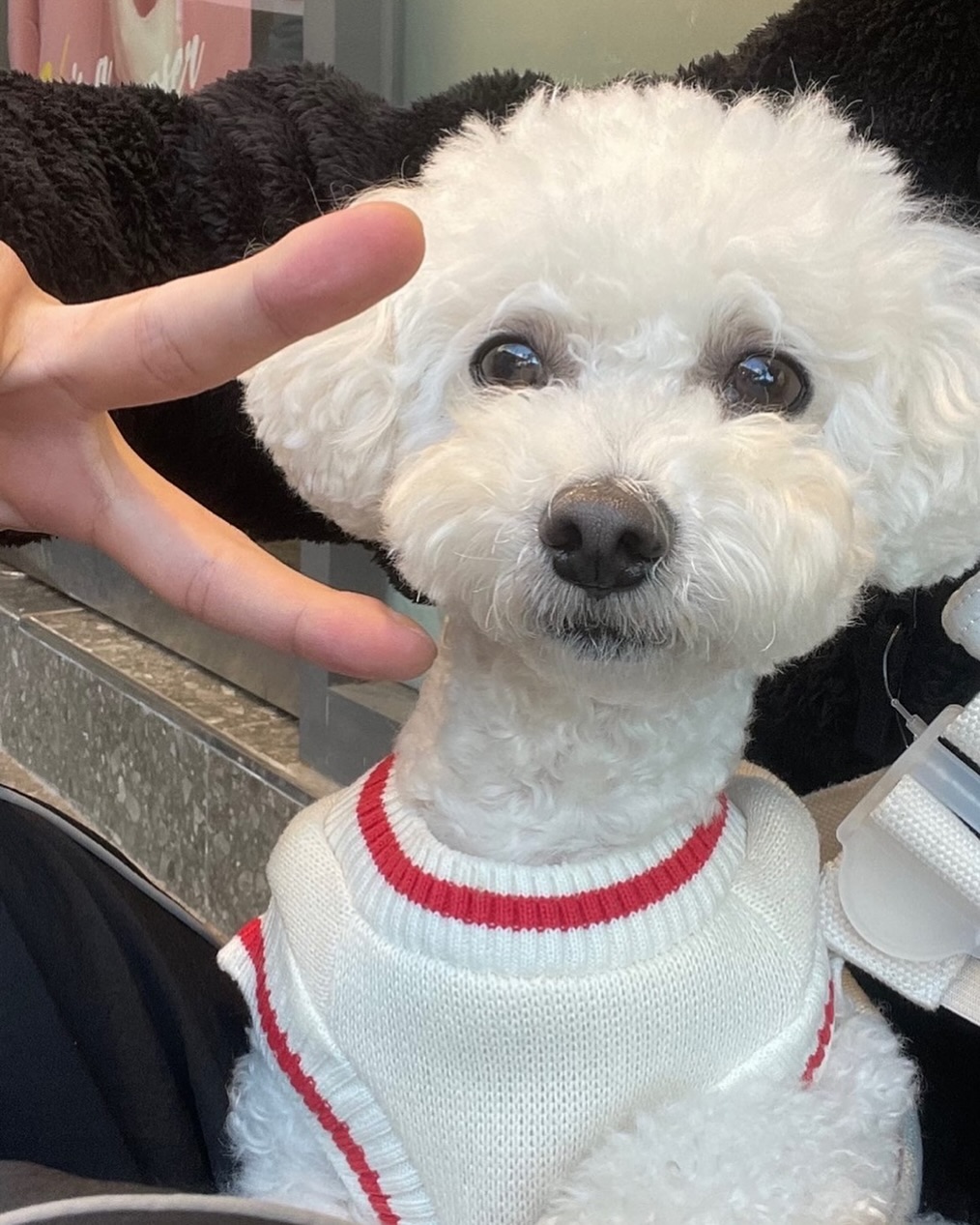 ⠀
많은 분들께서 널리 공유해주신 덕분에
부가 새 보금자리를 찾았습니다!
감사합니다 🙏🏻

안타깝게도 입양문의는 없었지만
그래도 1년정도 임보해주실분이 나타나서
24/11/30 토요일에 새 임보자분께 보내주었어요🥹
워낙 성격좋은 강아지라 금방 적응하겠죠?!

부 임보하면서 입양 홍보도 적극적으로 해주기로 약속해주셨고,
인스타로 종종 소식 업데이트 해주신다고 합니다!
부가 평생가족을 찾을때까지 관심 부탁드릴게요 🙇🏻‍♀️

you_are_my_boo1130