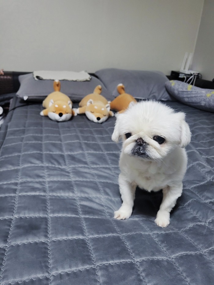 [오광] 16살반려견 오광이를 위한 영양제 / 포쿠코 / 강아지기관지영양제 / 강아지기침 / 호흡기
