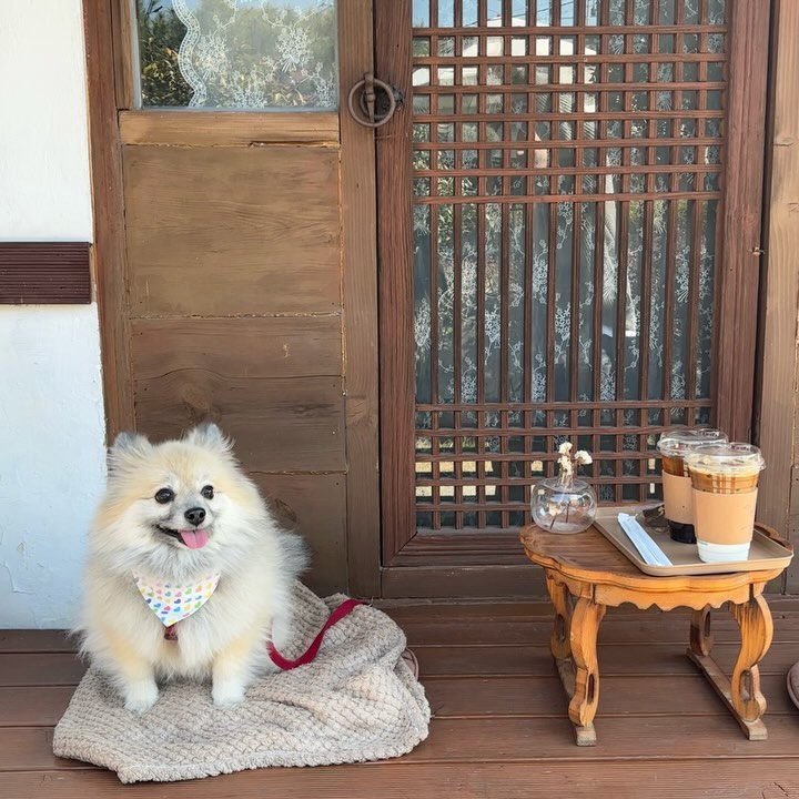 꼬질청이었던 3월 청이 ㅋㅅㅋ
꼬순내가 여기까지 나는듯 그래도 귀여워 💛✨