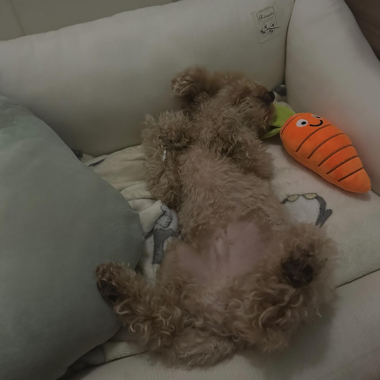 울 꼬지리 세상 편하게 자🌙💛