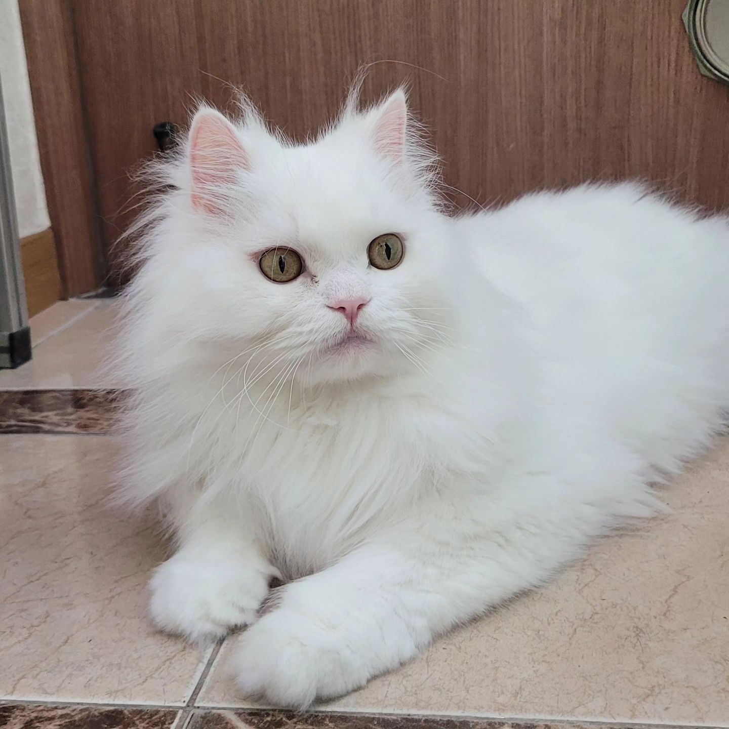 누나 출근 못해! 못나가! 🐱 이자두 수문장 신발장 드러누어 .
. 거기 드러운데 ... 

#하양이자두