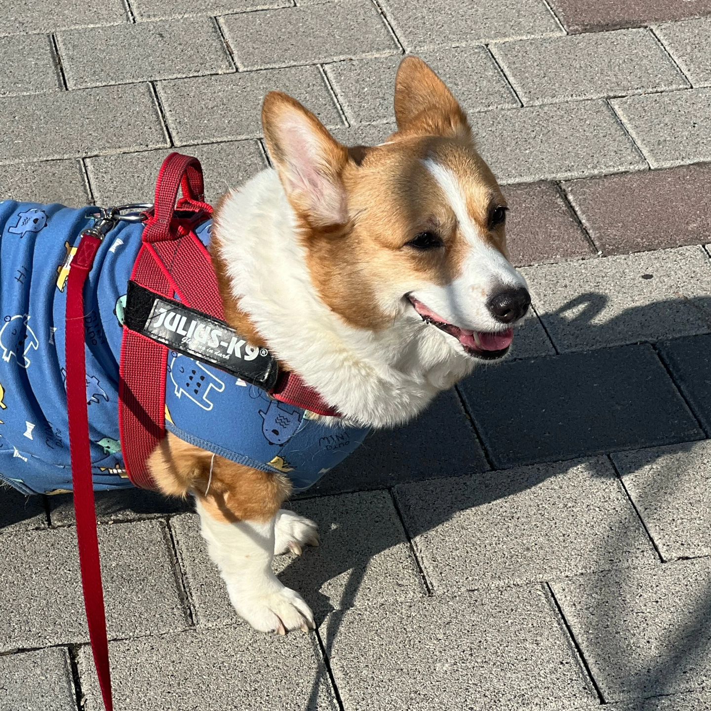 울똑띡이을 어째야쓰까잉😊 바람은약간불지만
저녁에는 겁나추울깜시 낮산책했네유😊
잘가다 까까파는데는우째알고 앞에서 언냐~
문열어라 들어가드라고~하둣이 안오고있길래
안돼!했더만 짜증났다고 하~~품😅
이삔아~저번에산거 다묵으면 또사주께~~😘
#멍스타그램#코기#웰시코기#코기러브#강사모#반려견#전남#견스타그램#엄마사랑#이쁜딸#웰시광주#코기스타그램#펫스타그램#댕댕이#견스타그램#인스타펫#허그코기#웰시코기뚜비#코기사랑#인스타코기#독스타그램#Welshcorgi #Corgi #corgistagram