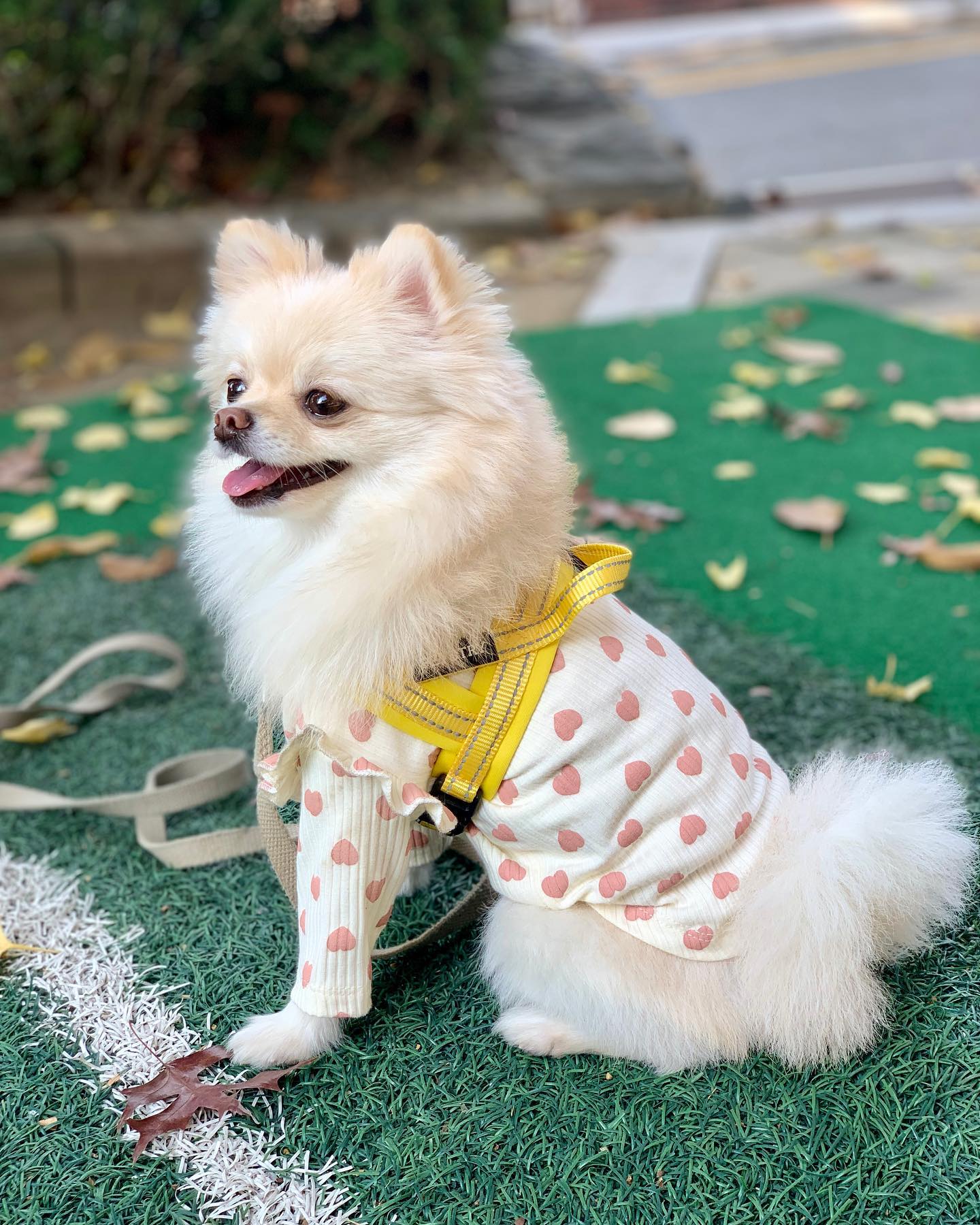 #협찬 산책훈련 필요한 강아지 모여라🐶 아직 산책훈련이 완벽하게 되지 않은 보리에게 #펫스츄리 #하네스 를 착용해봤어요!

🚶‍♀️앞고리, 뒷고리 2가지가 있어 #앞고리하네스 에 연결시 행동교정 훈련용 하네스, 뒷고리에 연결시 일반 하네스로 이용 가능
🚶‍♂️네오프랜 #에어쿠션하네스 로 푹신하고 반려견들이 느끼기에 부담감⤵️
🚶강화 플라스틱 버클 부분에 견체공학 곡선을 사용하여 반려견에게 편안함을 제공

앞다리의 움직임을 방해하지않는 #편한하네스 여서 편리하게 산책도 가능! 밤에 산책 많이 하는 보리에게 하네스 자체에 빛반사 스티커가 있어 안전하게 산책할 수 있어 좋았어요👍
앞서 나가서 산책하기 바쁘지만 #앞섬방지하네스 착용 하며 산책 훈련을 하려고 언니가 열심히 노력 중😘 

구매는 👉 petstry_official 
.
.
.
.
#강아지하네스 #강아지하네스추천 #이지워크하네스