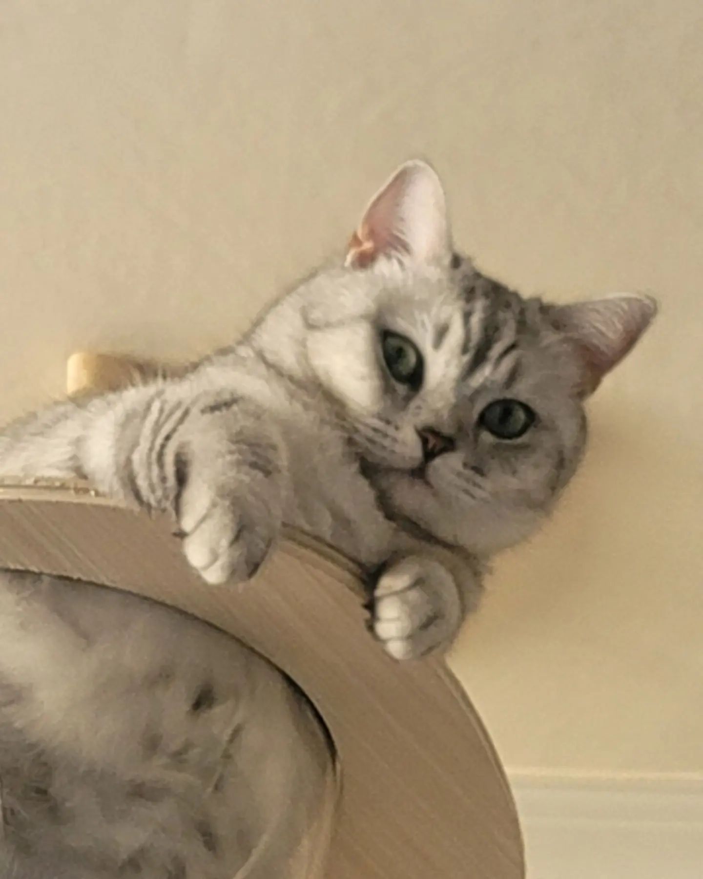 앵심이 너어~~~
엄마 바라보는
그 표정 먼데?!!!
ㆍ
ㆍ
ㆍ
ㆍ
#고양이 #고양이그램  #catstagram #cat
#집사스타그램 #집사 #냥