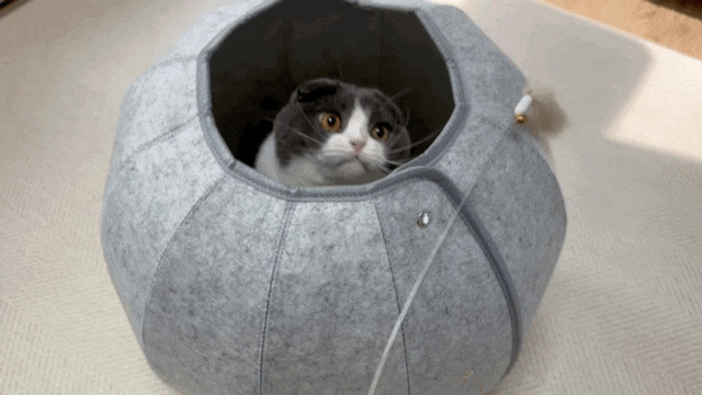 후즈펫 고양이 만능 숨숨집 하우스🏠