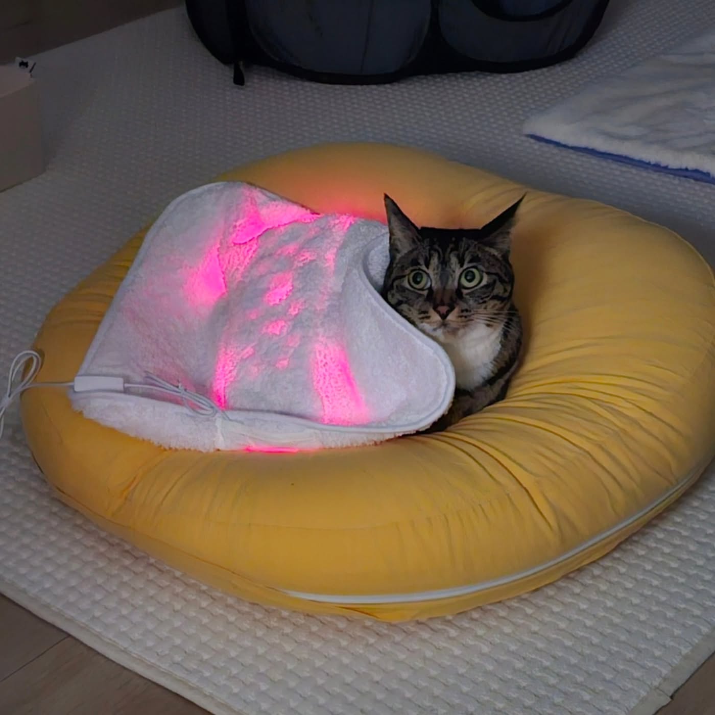 베르는 관리중 #관절건강지킴이 #펫큐어레이