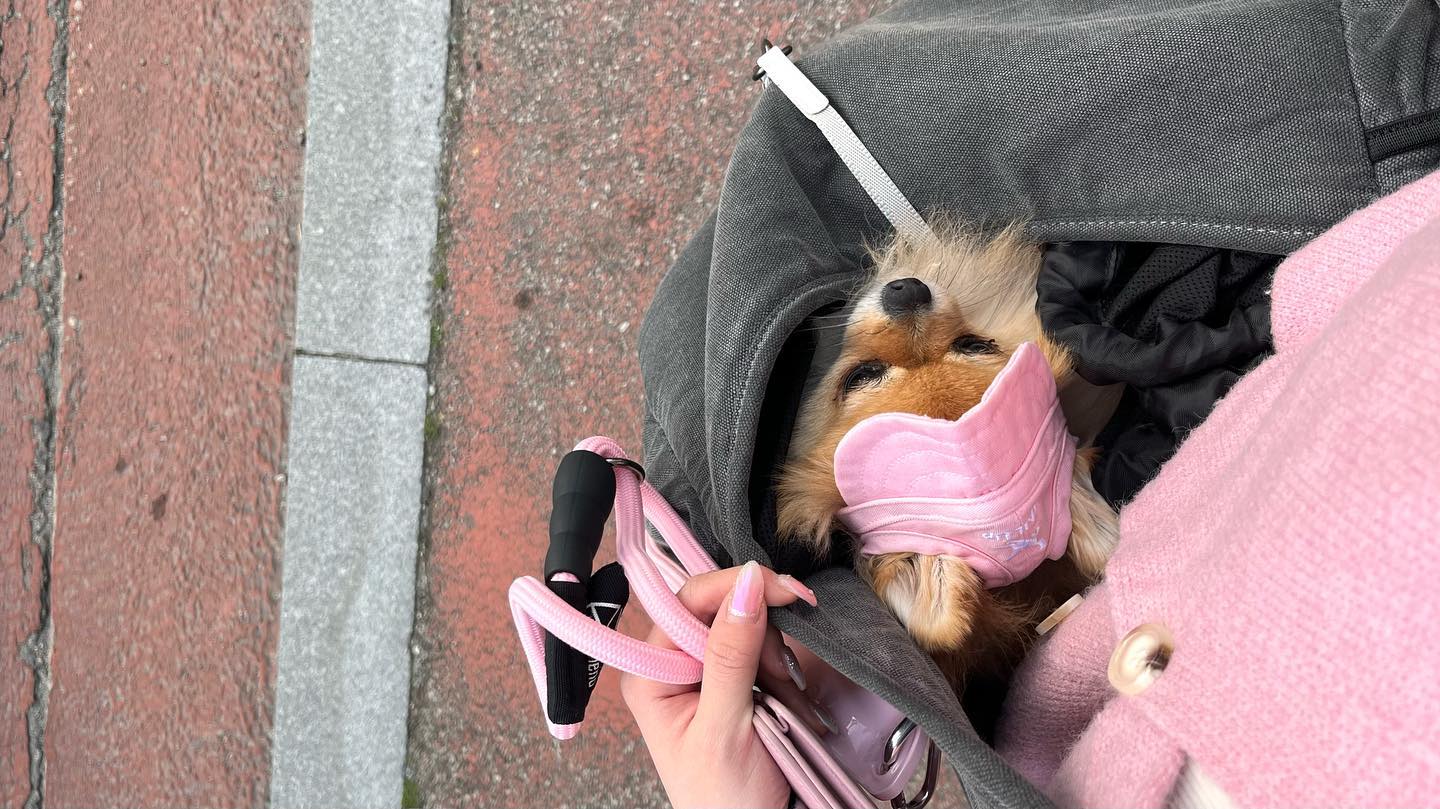 까꽁 🐶🩷