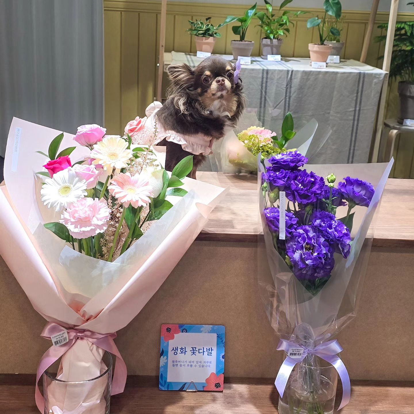 요샌 꽃집도💐무인으로 편하게 이용할수 있는거 알오?!(･ω･*)

탄이네🐶 집앞에 무인꽃집이 있다고 해서🤩 꽃구경하루🌷 다녀와쬬ヽ(*´∀｀*)ﾉ

예쁜 꽃다발이랑🌼 화분도 팔고 무인으로 이용할수 있어👍  담에 팅구생일에🎂 서프라이즈로 꽃다발 선물하기도🩷 넘 좋을꺼 같앙(* >ω<)

기념일이나 특별한 날이 아니어도😋 가볍게 구매할 수 있는 꽃들이 많이 준비되어 있으니🫶 식탁에 꽂아둘 꽃 몇 송이🌻 가까운 친구에게 꽃 한 송이 선물하고 싶은 날에🫶 픽앤고플라워로 가야게쬬ヽ(･ω･´)ノ

원데이클래스도🌸 한다는데 담엔 엄마랑😆 원데이클래스 하루 가야징(*^ー^)ノ♪

#무인꽃집 #원데이클래스 #하늘도시무인꽃집 #하늘도시꽃집 #영종꽃집 #영종도 꽃집 #인천공항꽃집 #픽앤고플라워