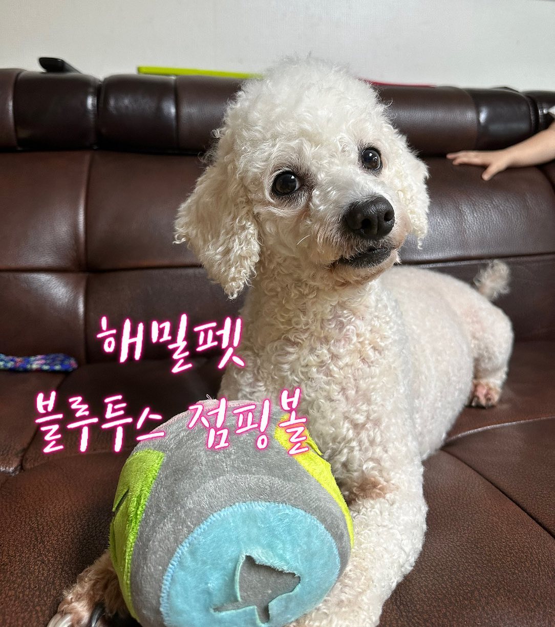 #광고 #해밀펫 #블루투스점핑볼

산책해도 넘쳐나는 강아지에게 강력추천🤹‍♀️
블루투스 연동해서 터치 한번으로 껐다 켰다 가능하고
시간을 설정해서 휴식과 동작 조절도 가능‼️
노즈워크공으로 주머니에 간식이나 사료 넣어주면
집중력도 업되고 더 좋아해요~
커버분리가 가능해서 빨아 쓰기에도 좋고
장난감 커버 종류는 4가지로 다양해요

💬블루투스점핑볼 이럴때 추천해요
🔸오랜시간 혼자있는 강아지를 위한 움직이는 장난감
🔸산책 후에도 넘쳐나는 에너지 해소에 탁월
🔸노즈워크로 스트레스 해소 직빵
🔸다이어트로 꾸준히 움직여야하는 강아지

🐶입맛대로 고르는 옵션 4가지
✔️스마트 뼈다귀
✔️스마트 캔디
✔️스마트 주사위
✔️스마트 점핑볼
(커버는 하나보다 2가지로 돌아가면서 주니 색달라서
더 좋아하더라구요!)

hamilpet_official