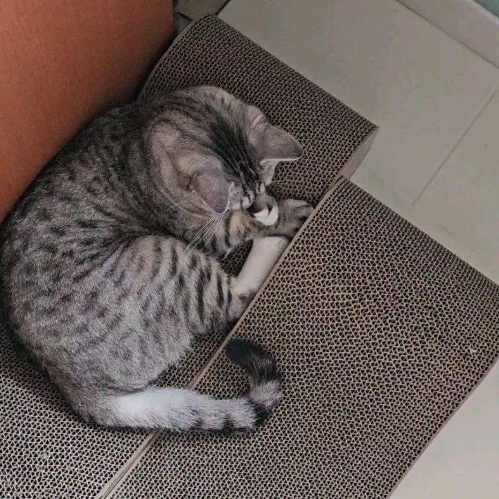 스크래쳐 건들지 말라고오오오😾😾