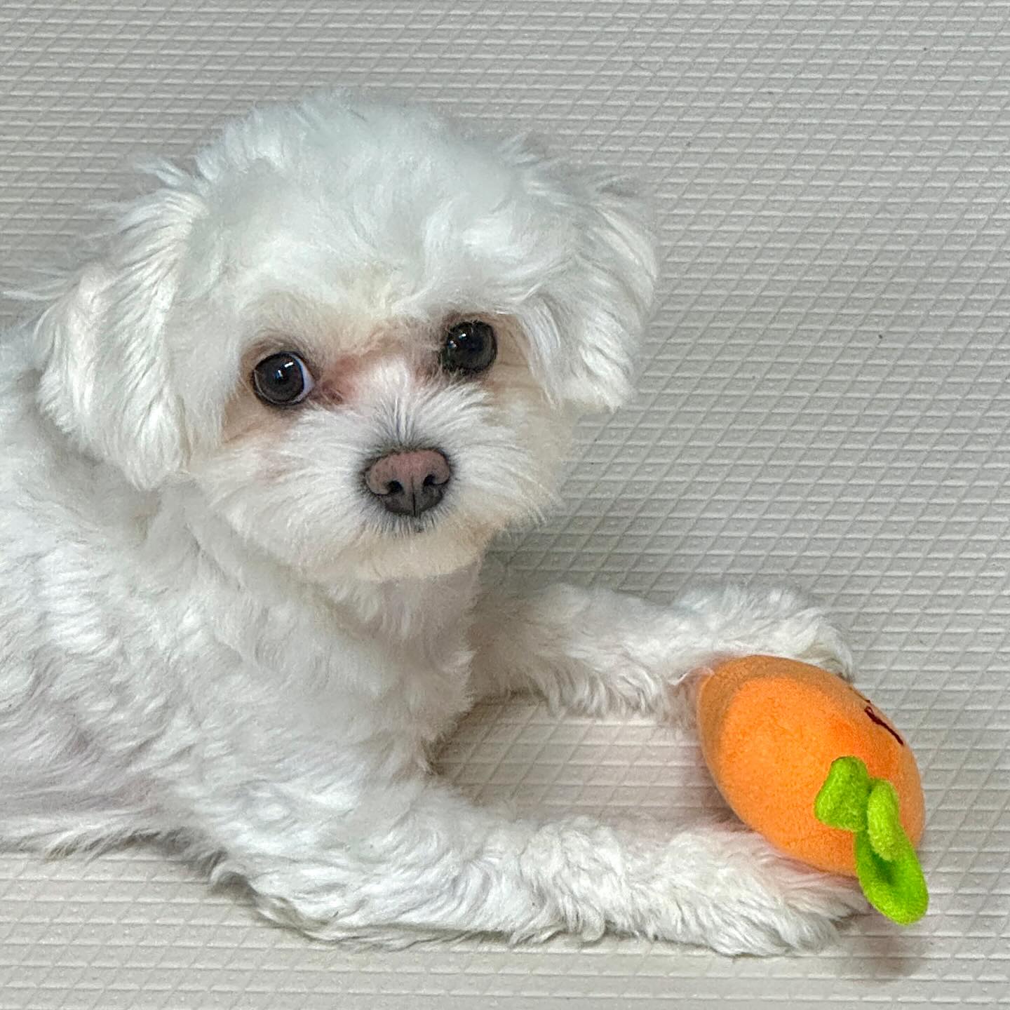 당근 쵝오🥕