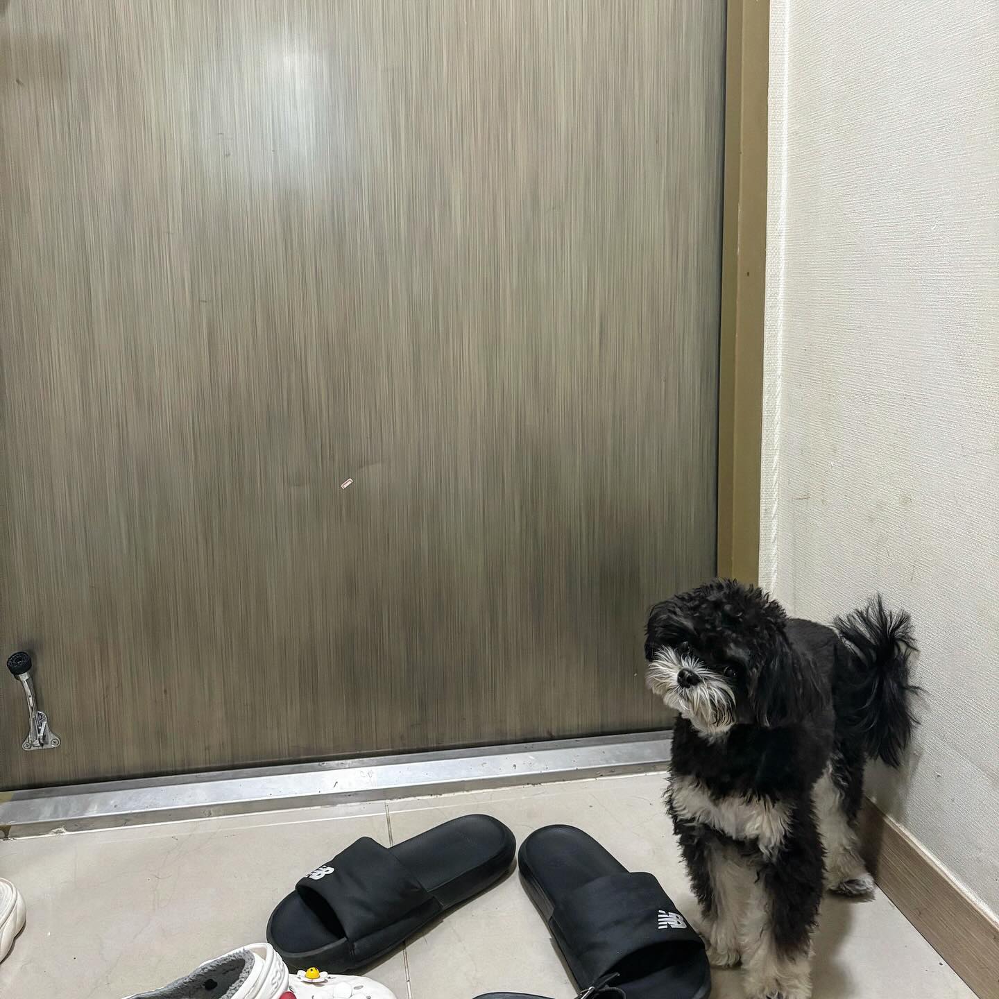 아침부터 산책 가자고 … 신발장 앞에서 대기타시는 ㅜㅜ 아빠 일어나면 가자 🤣