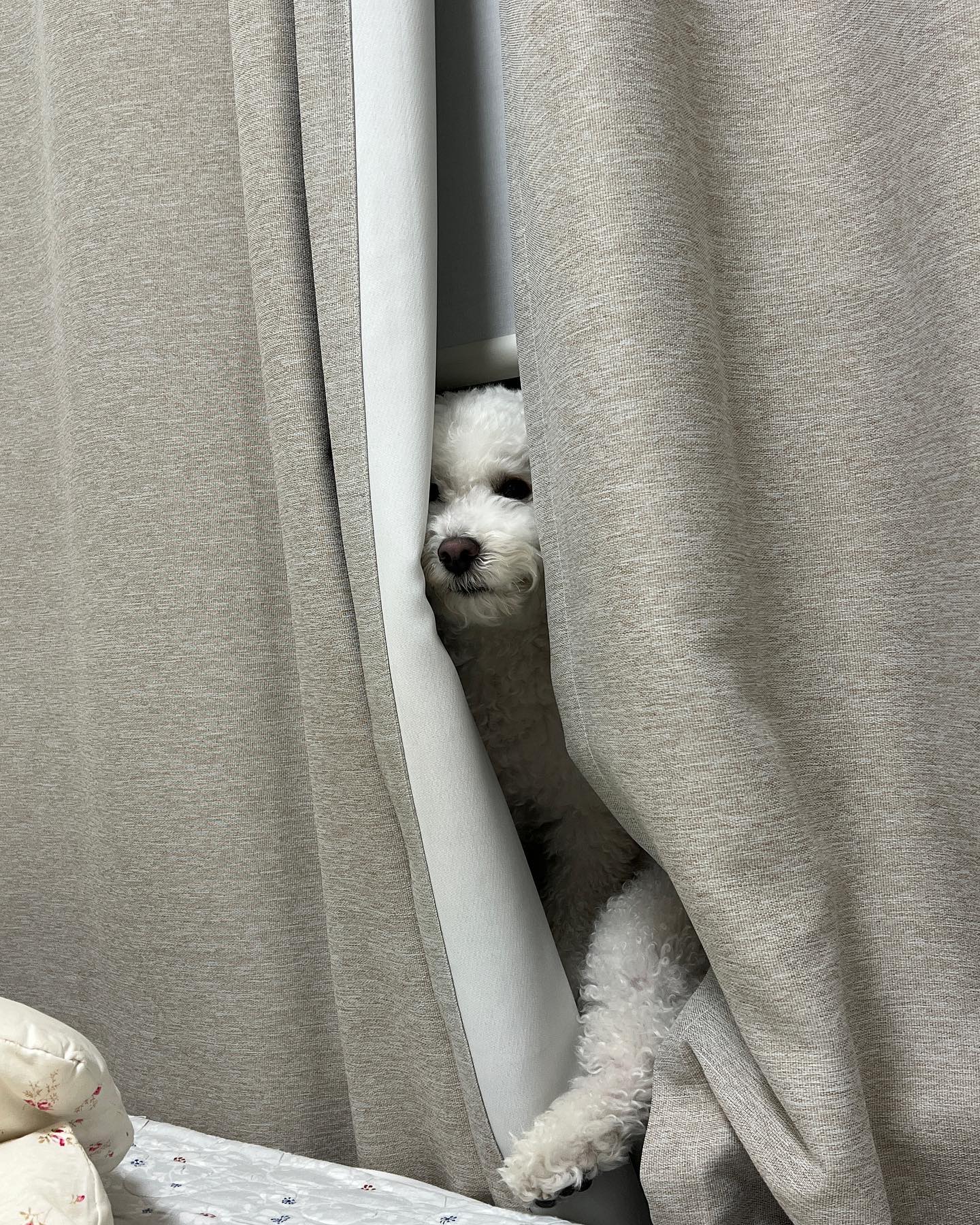 거기서 머해
자세는 또 뭐야🤣🤣

#비숑프리제 #밥풀이그램🐾 #비숑밥풀이🍚 #내곰돌이 #bichon #bichonfrise #petstagram #dogstagram #개스타그램 #일상💕 #소통🙆 #선팔맞팔환영🙌 #극한견주 #밥풀이견주의삶 #우리집막냉이🐶
