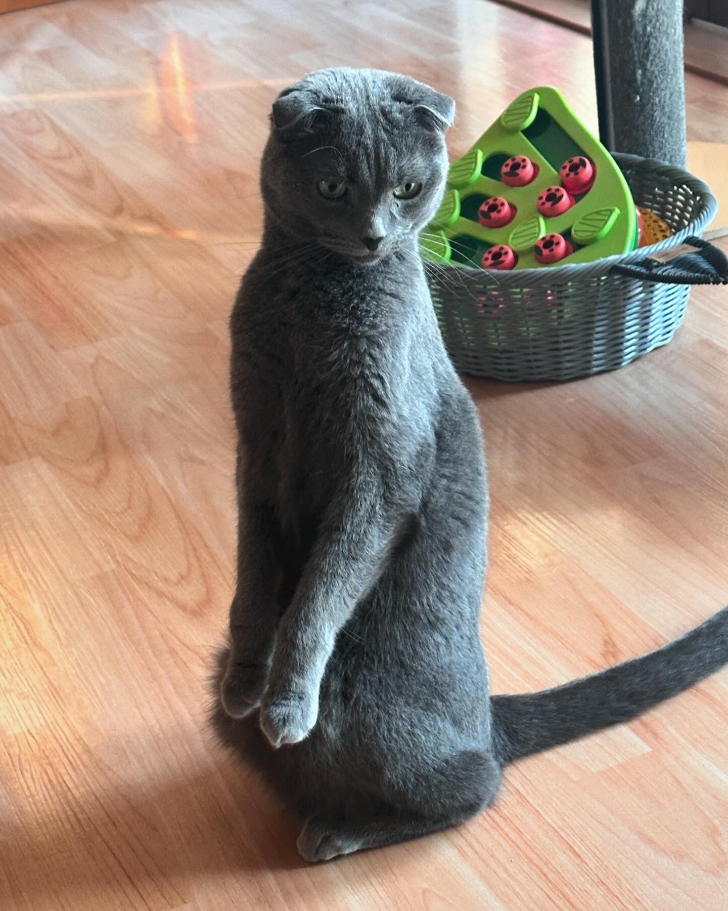 카리스마냥냥😼
#고양이