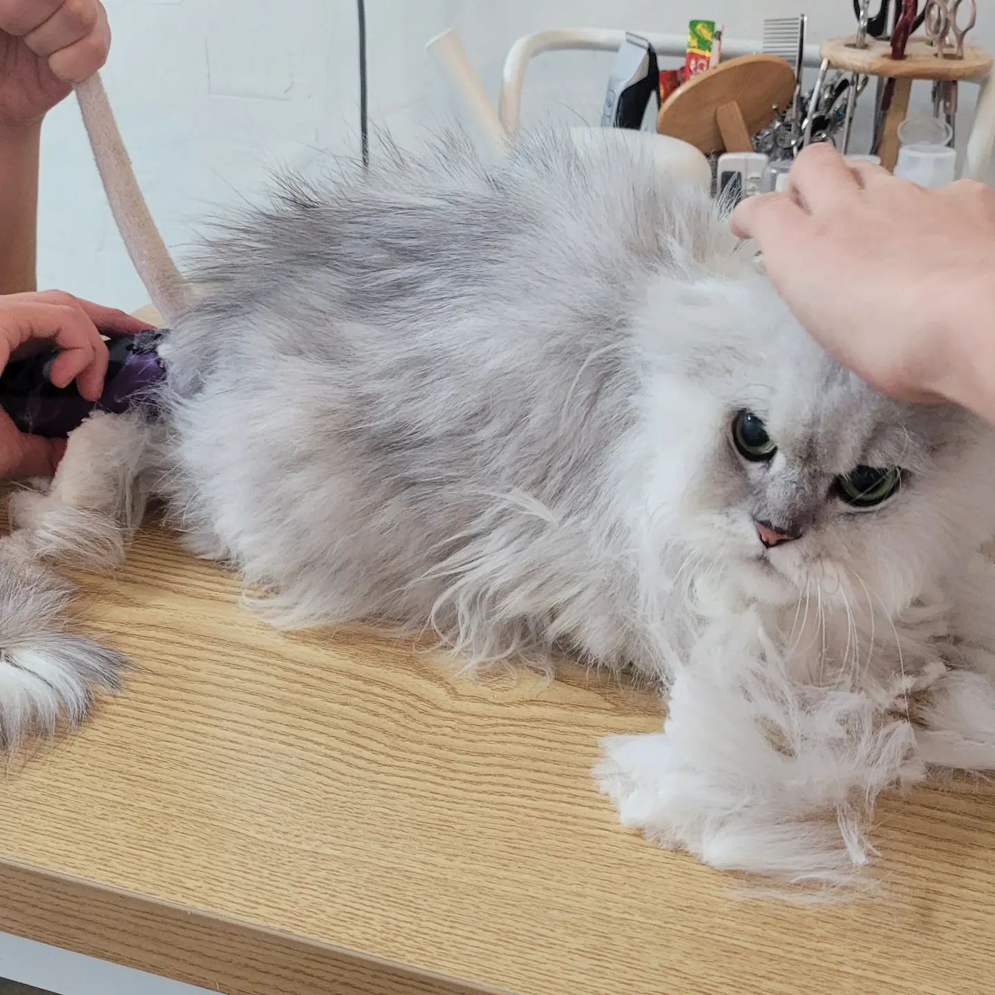 도도 미용하는 날!♡
추운 겨울이지만 어쩔수없는 선택이었다ㅜ.ㅜ
매번가는 미아동 #이브캣 으로 슝슝🚗🚗
밀어주는 미용사분들 넘 친절하구용~~~😄👍🏻
마지막 샤워씬까지 굿굿 쏘큐트♡

#고양이무마취미용 #고양이미용#고양이그램 #냥스타그램#미아동고양이미용