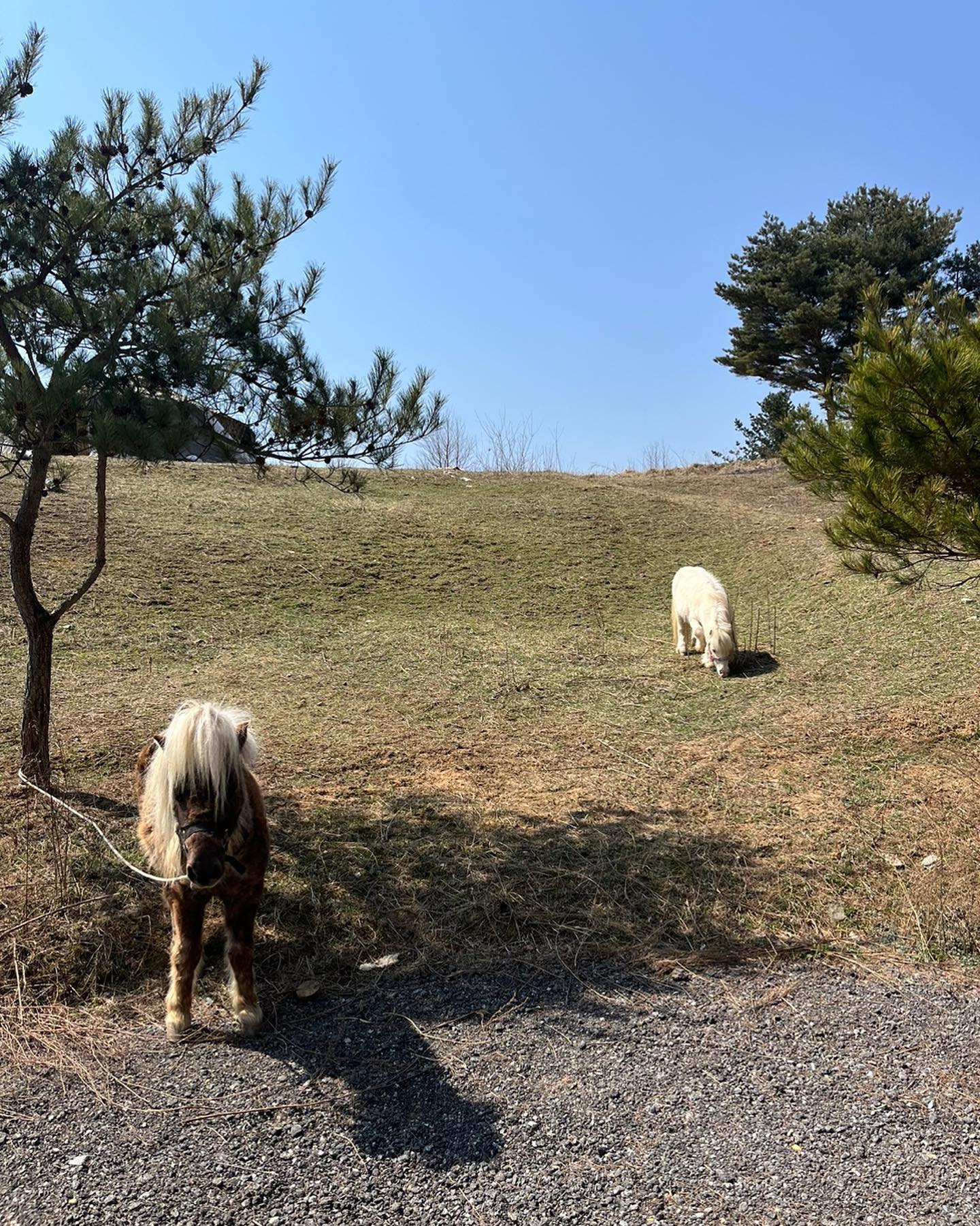 🐴