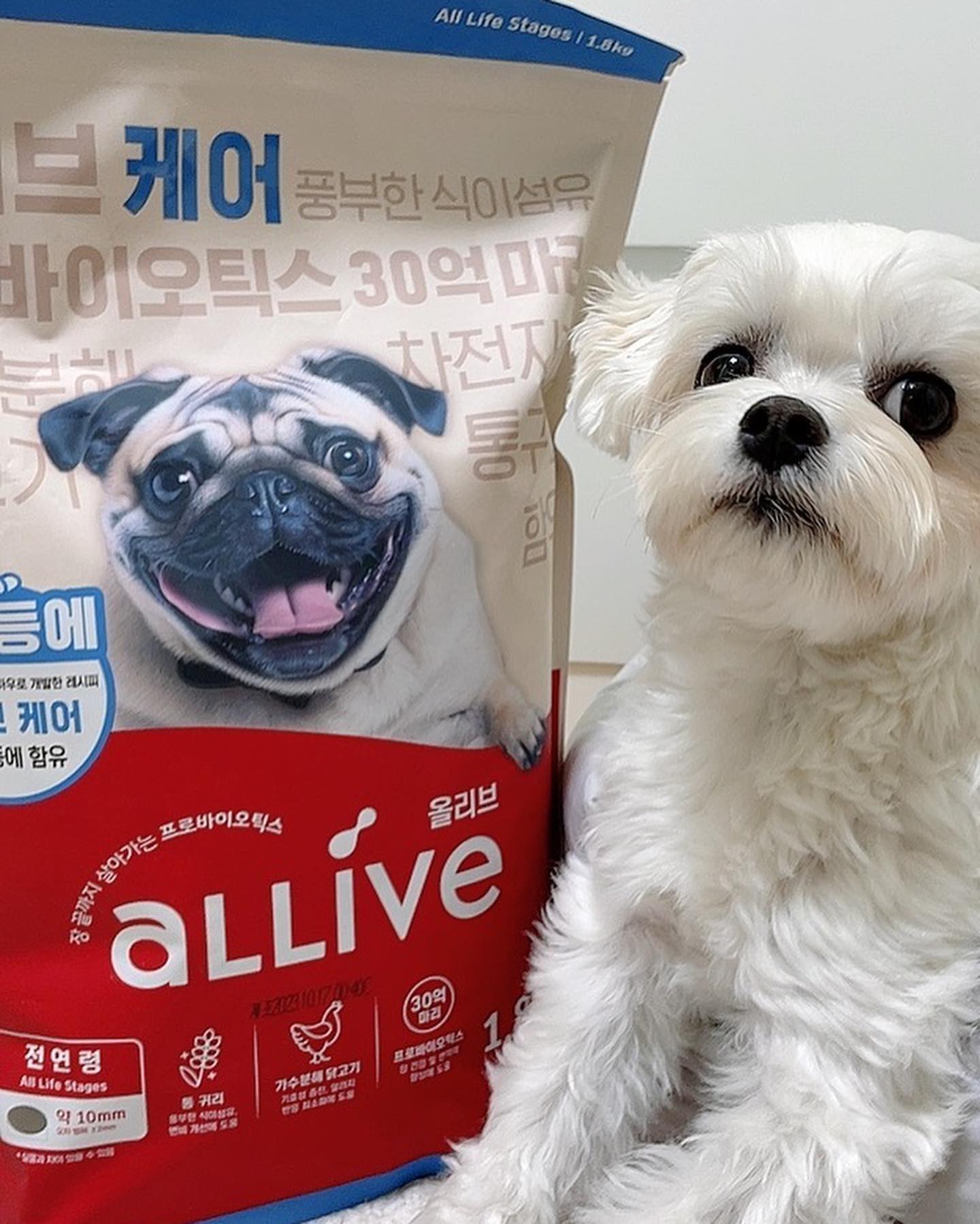 #협찬 #제품제공 #제품수령인증 
#대주펫푸드 #NEW올리브미식회체험단

나 찌별 섞어주면 맛있는건 골라먹고 맛없는건 뱉어내는 미식견 아니겐니? 또 가끔 응아파티로 가족들을 놀라게하곤해🙄

그래서 선택한 💙면역력 관리, 민감한 장을 고려한 세심한 케어 2 #올리브케어

일단 먹기 전부터 군침이 싹 돌고 내 코가 움직이는걸보면...(콧물도 킁 해버려짜나💦)
코박고 먹는 쾌변 사료 라고 소문이 날만 한거 같긴 해🙄
그리고 뭔가 편안한게 잠이 솔솔오더라😪 느낌이 좋아😏

미식견으로 민감견으로써 먹어보고 꼼꼼히 알려줄께🤚🏻

🏷️ daejoopetfoods_official 
#쾌변사료#코박사료#장건강사료#강아지사료추천#올리브케어#생기발랄#면역강화#장건강케어