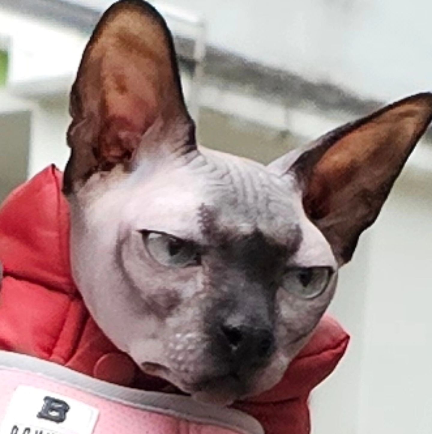 빡친 우즈 드로잉
봄이와 장어먹으러 간 날
wooz_fam 

#cat#냥스타그램#スフィンクス猫#sphynxcat#스핑크스고양이#반려묘#狮身人面像猫#고양이#폼피츠#스피츠#포메라니안