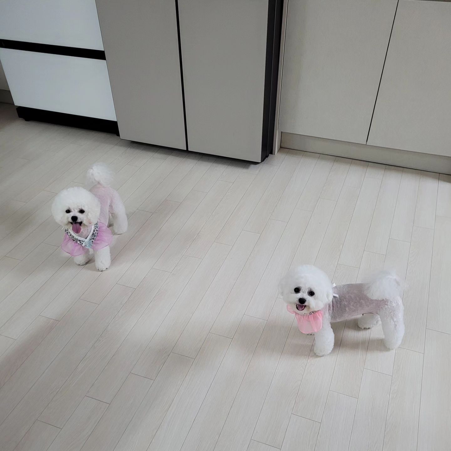 햅삐햅삐 ♡
즐거운 명절 보내세요♡

#비숑#햅삐#추석