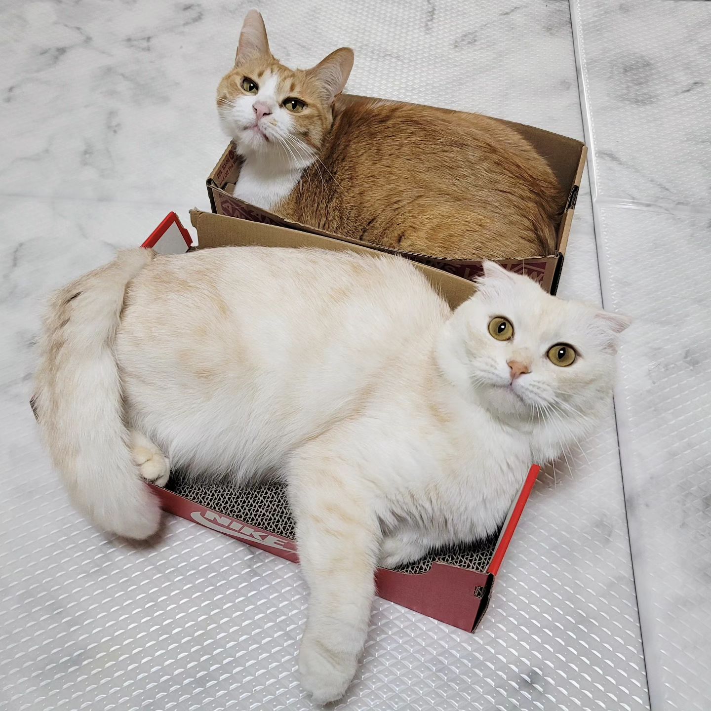 같은박스 다른느낌🐱🐭