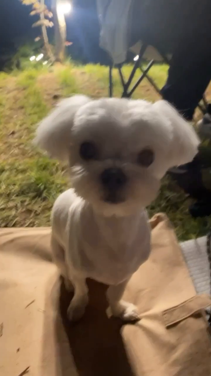 #강아지 #말티즈 #릴스 #생닭 #추워