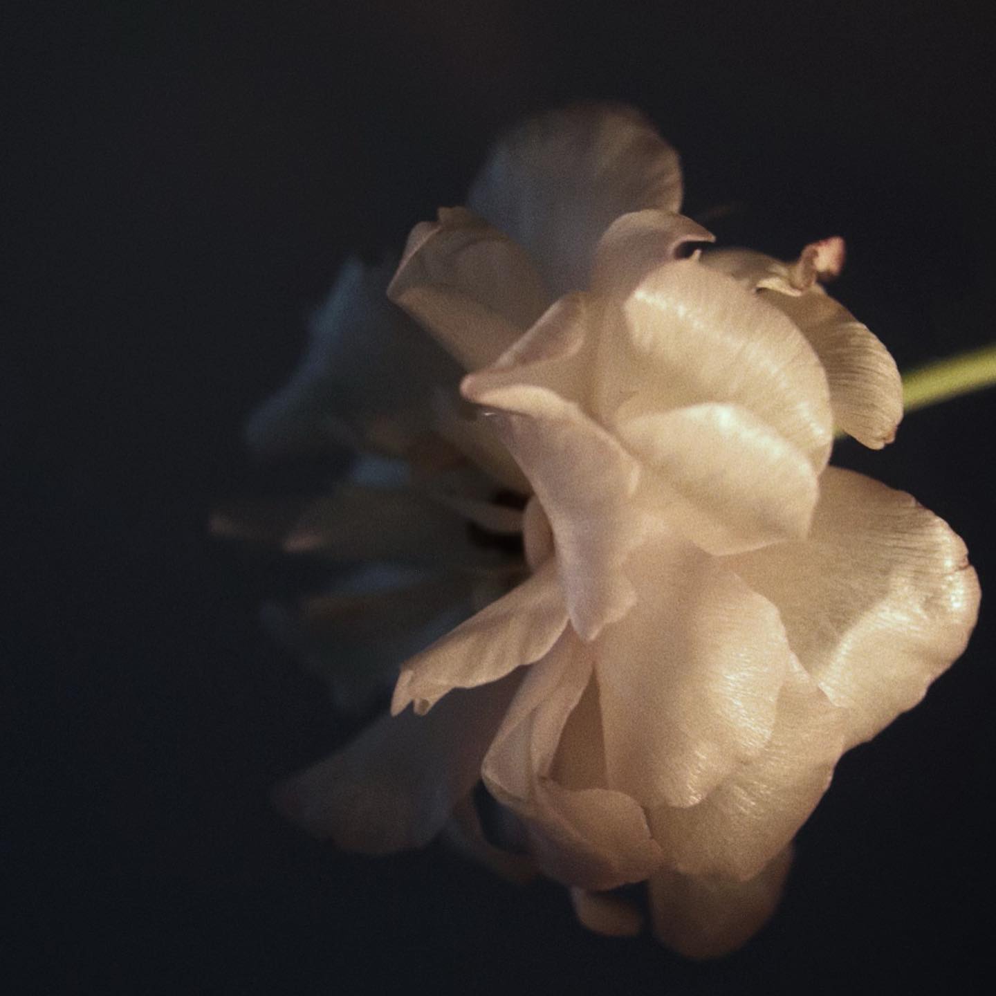 🕊️