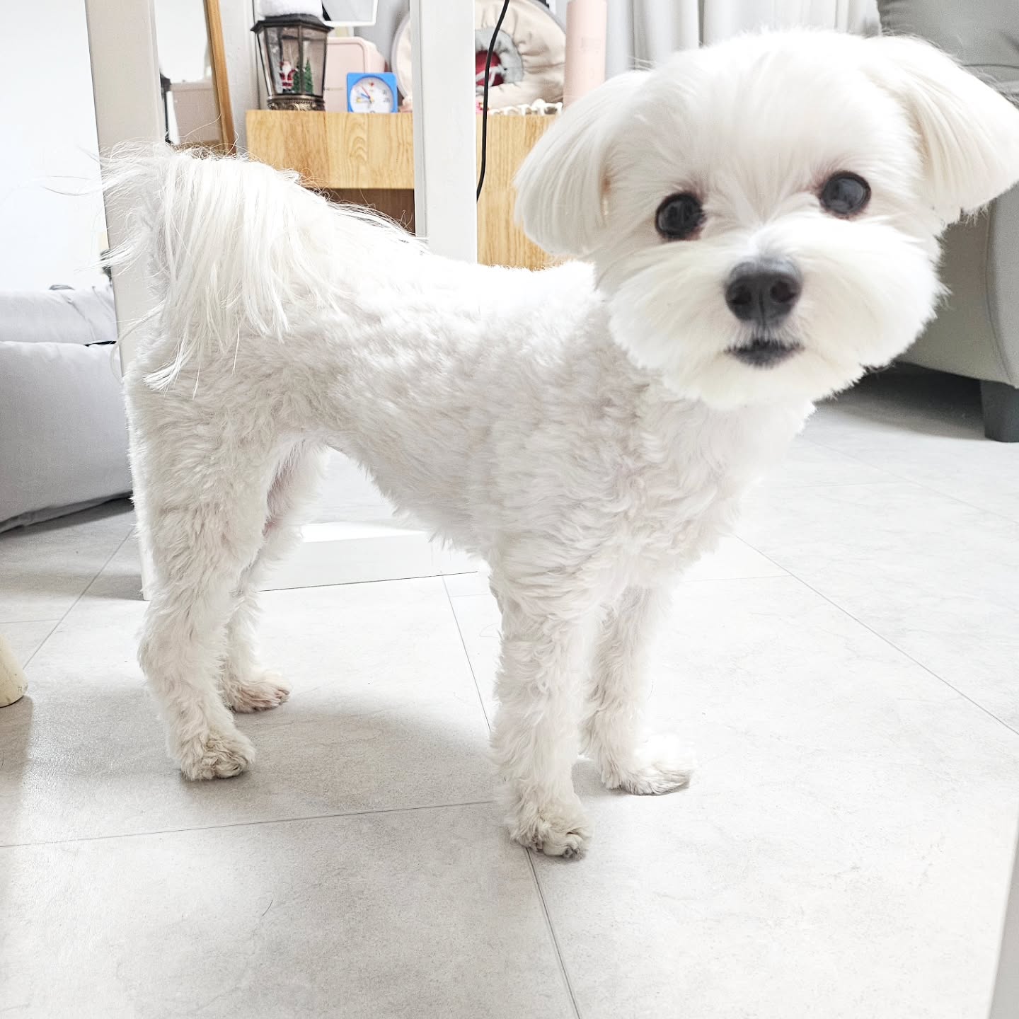 털옷벗으니 허리쏙 말라깽이로 변신🐶

#봄이스타그램 #말티즈미용 #강아지일상 #귀엽다그램