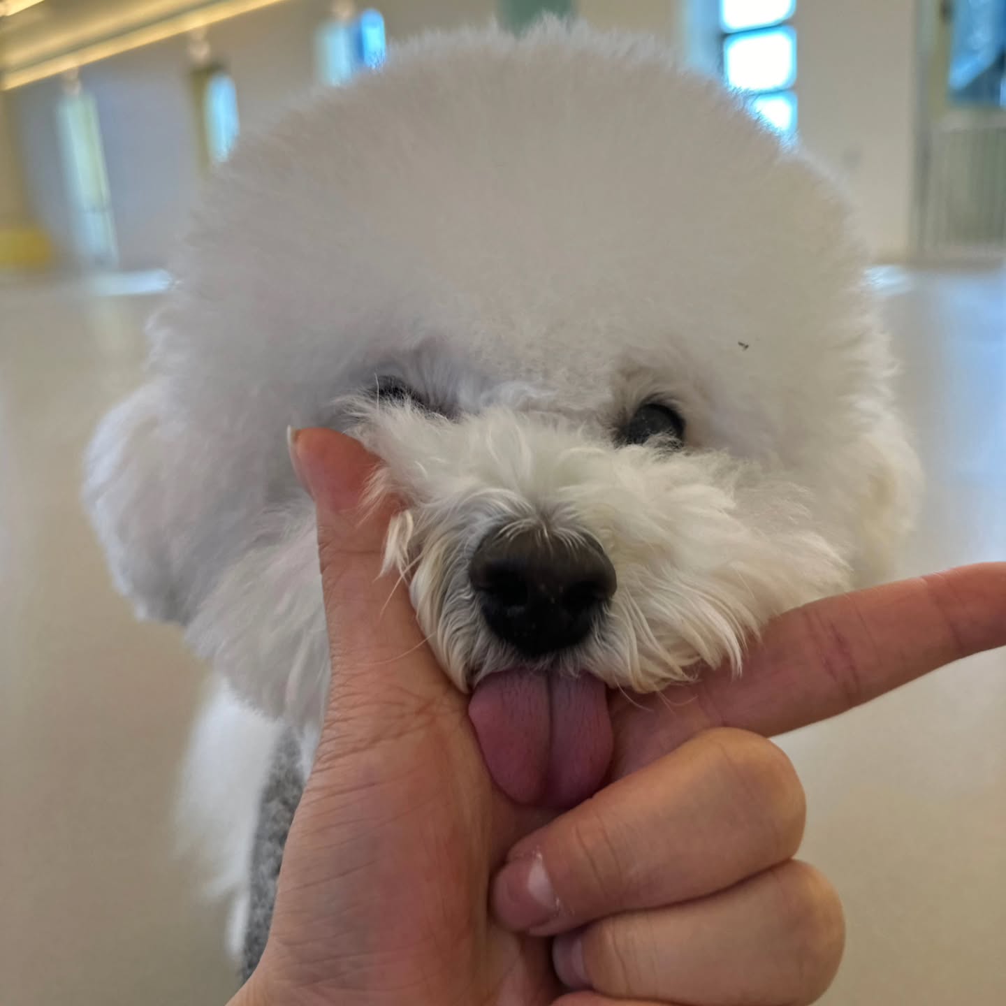 브이가  모에요🙄
코는 모에요🤥

맛있는건가, 일단 혀부터 내밀어보쟈👅

개인기 없어도
뛰뛰만 잘하면 되자나💨💨
그럼 행복하자나🤍🐾🤍🐾

요기조기 비,눈소식이 많은데
다들 감기조심하구
눈치게임 꼭 성공하자🫶🏻❤️
.
.
.
.
.
#유치원3년차 #개인기없음 #노는게제일좋을나이 #하고싶은거다해