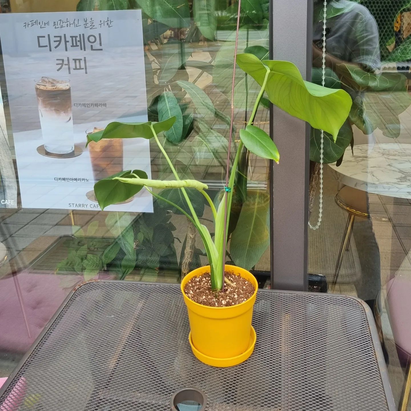 이번에 키운 몬스테라에는 
찢잎을 드디어!! 볼 수 있겠다.🪴

6번째 잎에서 나오는 찢잎 ~

이때부터 찢잎 인지 아닌지 알 수가 있어요. 🫣

9개월은 걸린 듯~ ^^

#몬스테라찢잎만들기 성공 👍