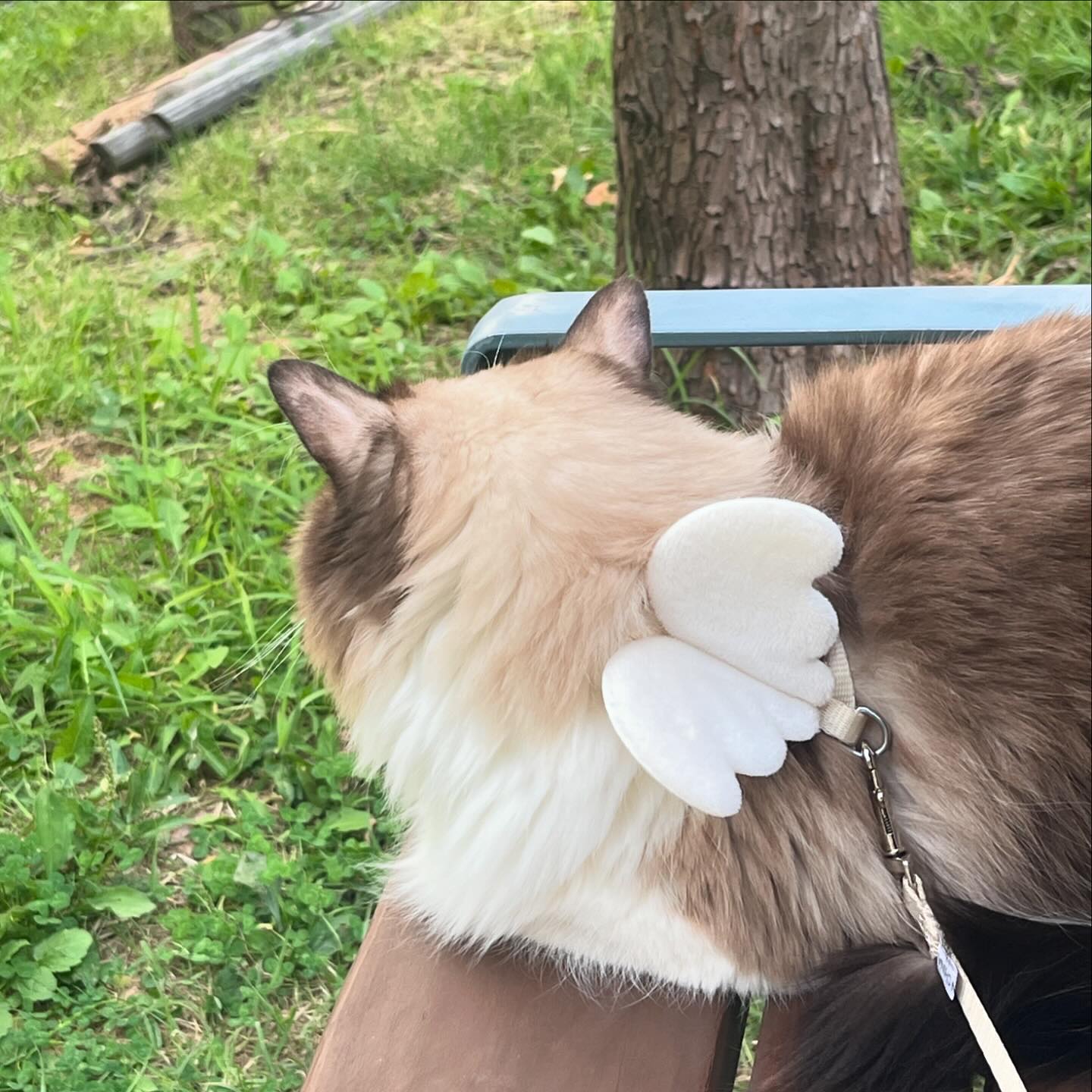 날이 너무 좋아서 오랜만에 동네 마실나온 단풍🤎 새로 바꾼 하네스 넘넘 잘 어울리자놔~ 완전 럭키비키자놔~🍀
.
.
.
.
.
#렉돌 #고양이생일 #냥스타그램 #천사냥 #고영희 #산책냥 #집사그램 #냥팔맞팔 #냥팔댓글 #고양이마실