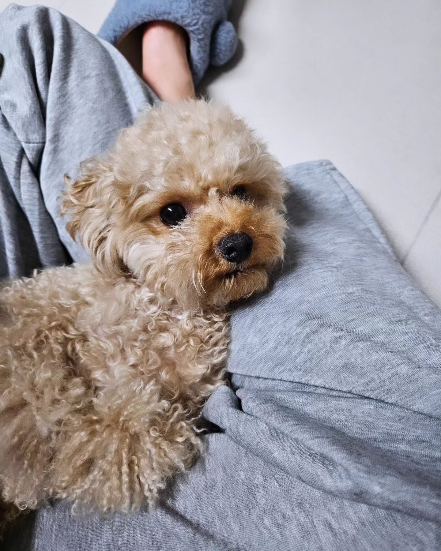 🐶요즘의 근황

금새 털뭉치가 되어버려 꼬질꼬질한 녀석
그래도 귀여웡😍 

#댕댕일상#꼬질이#손길이필요한시점#귀여운녀석
#내눈엔예뻐