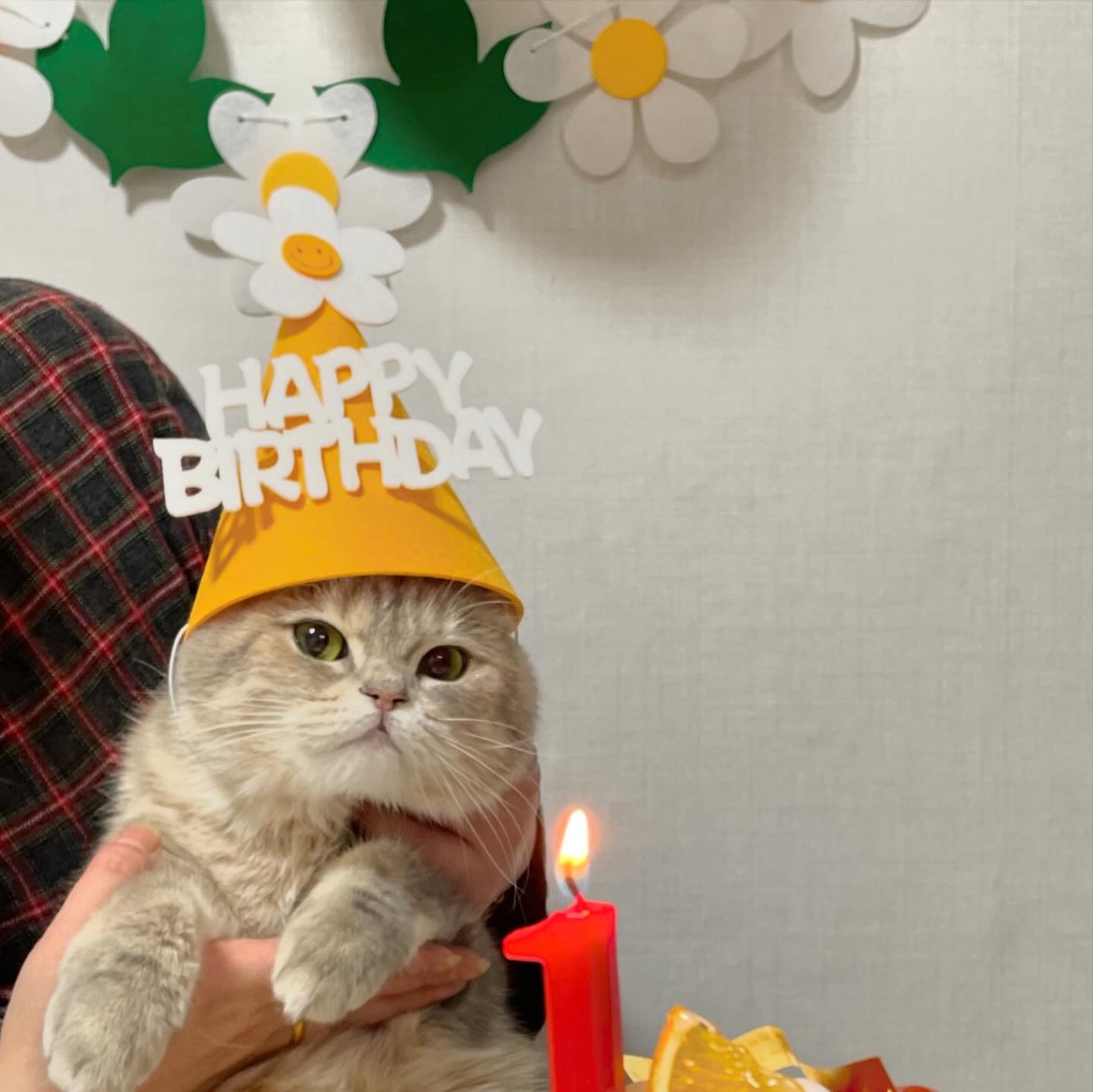 일년전 인스타 쉬면서 해줬던 금복이 한살 생일파티 
(feat. 자기가 이걸 왜 쓰고있는지 모르는 금쪽이) 
.
.
.
.
.
.
.
.
.
#고양이 #고양이그램 #고양이인스타 #인스타고양이 #고양이팔로우 #인스타 #인스타일상 #고양이일상 #집사일상 #집사그램 #집사소통 #cat #냥스타그램 #냥 #브리티쉬숏헤어 #브리 #catphoto #catlife #kitten #kittenlove #catinstagram #catsofinstagram #instacat #cutecats
