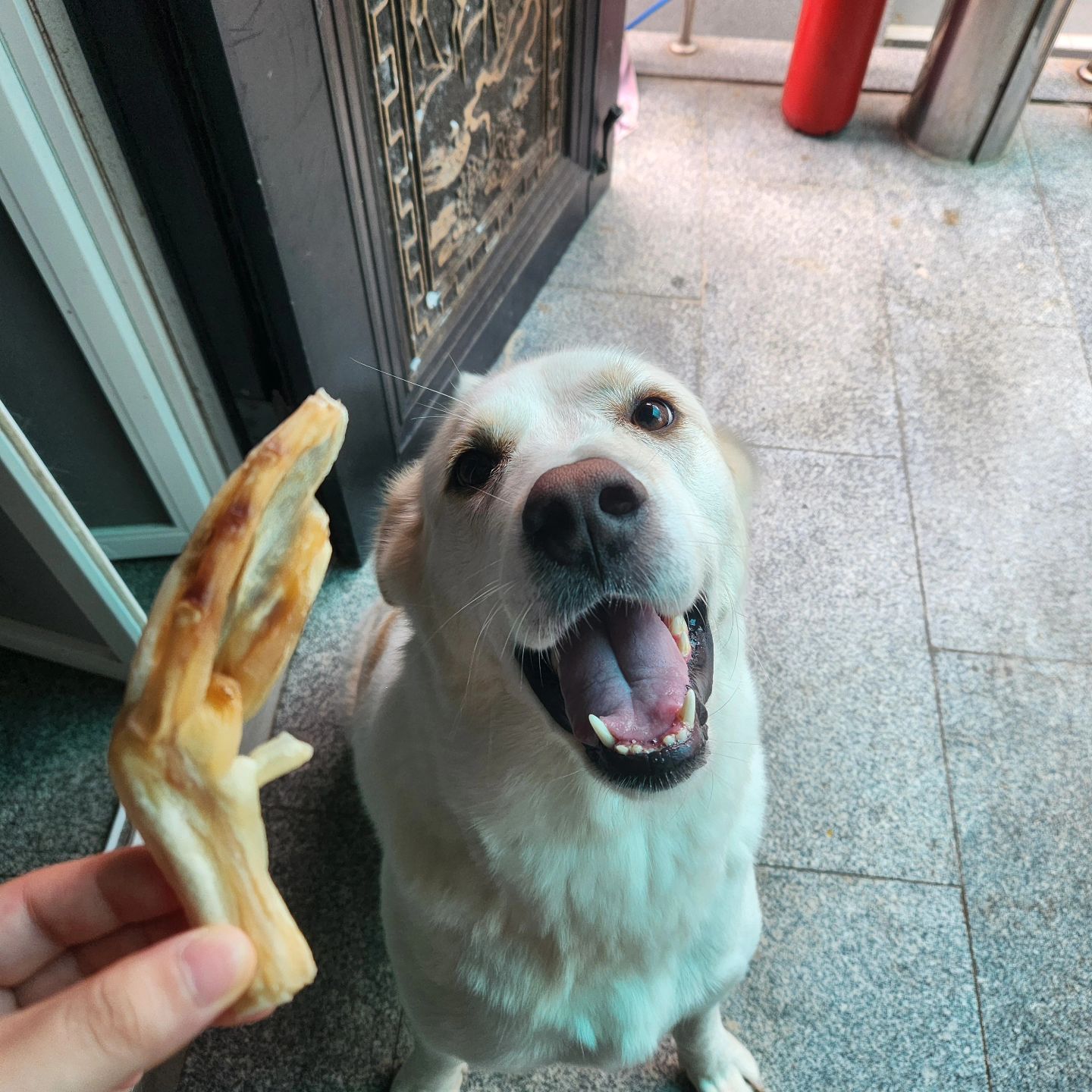 라떼 너무 오랜만에 인사드려요..ㅠㅠ 누나가 취업준비때문에 바빠서 그 동안 인스타를 못 들어왔네요.. 가끔 귀여미 라떼 근황 올릴게요 죄삼다