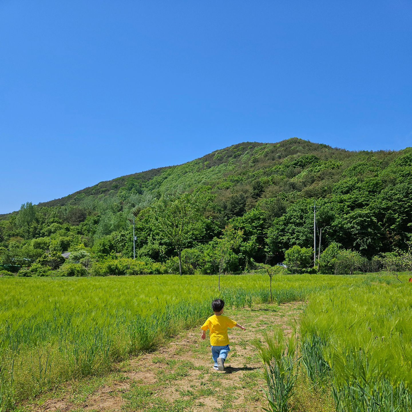 보리밭 뛰어 놀기🌿