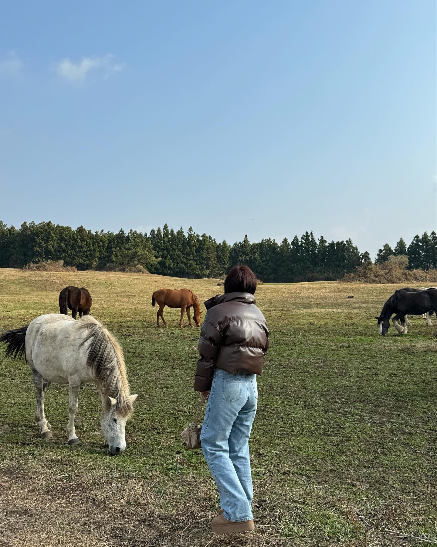 운좋게 코앞에서 본 말까지 완벽 제주🐴