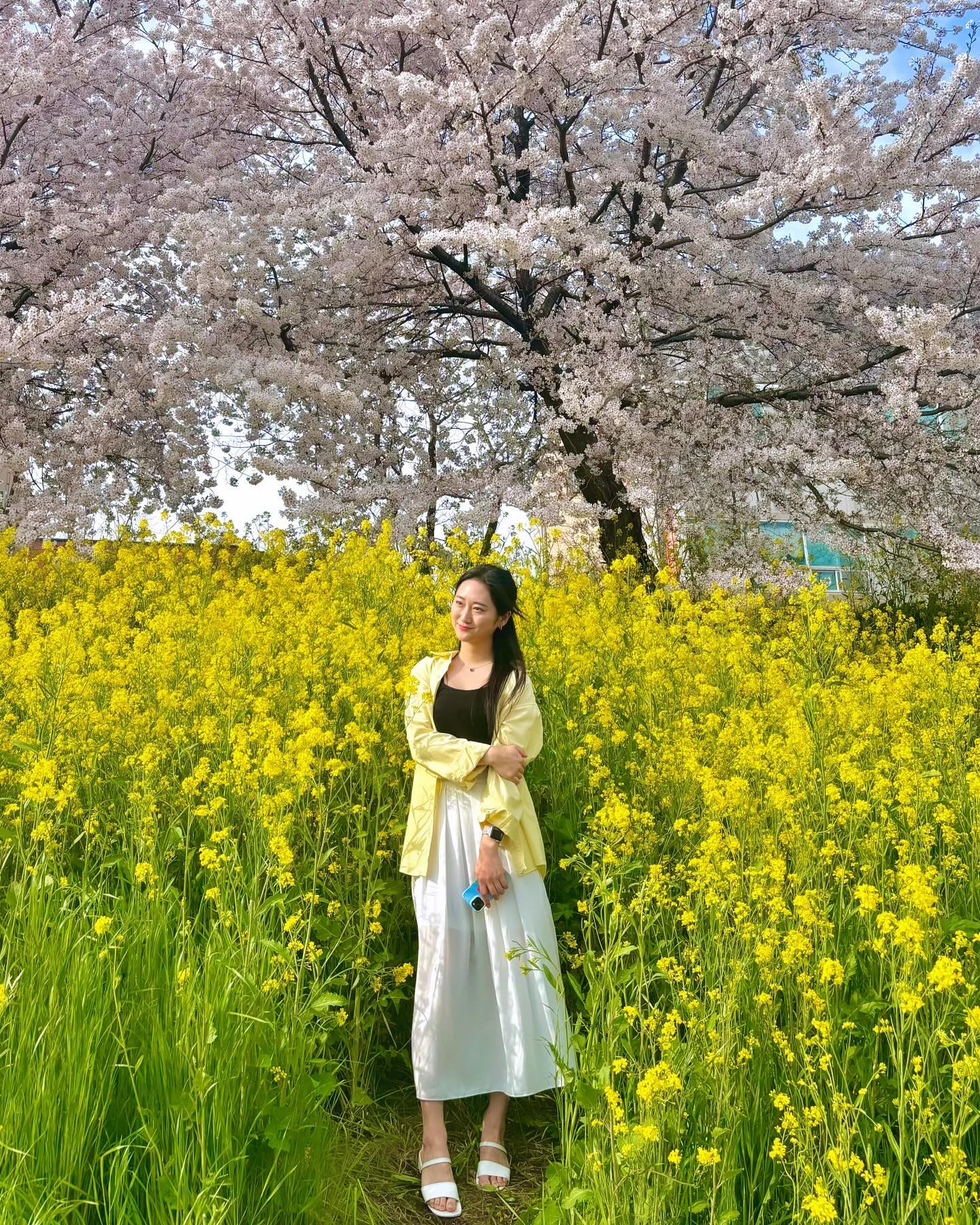 벚꽃 전부 지고 올리기 권법🌸