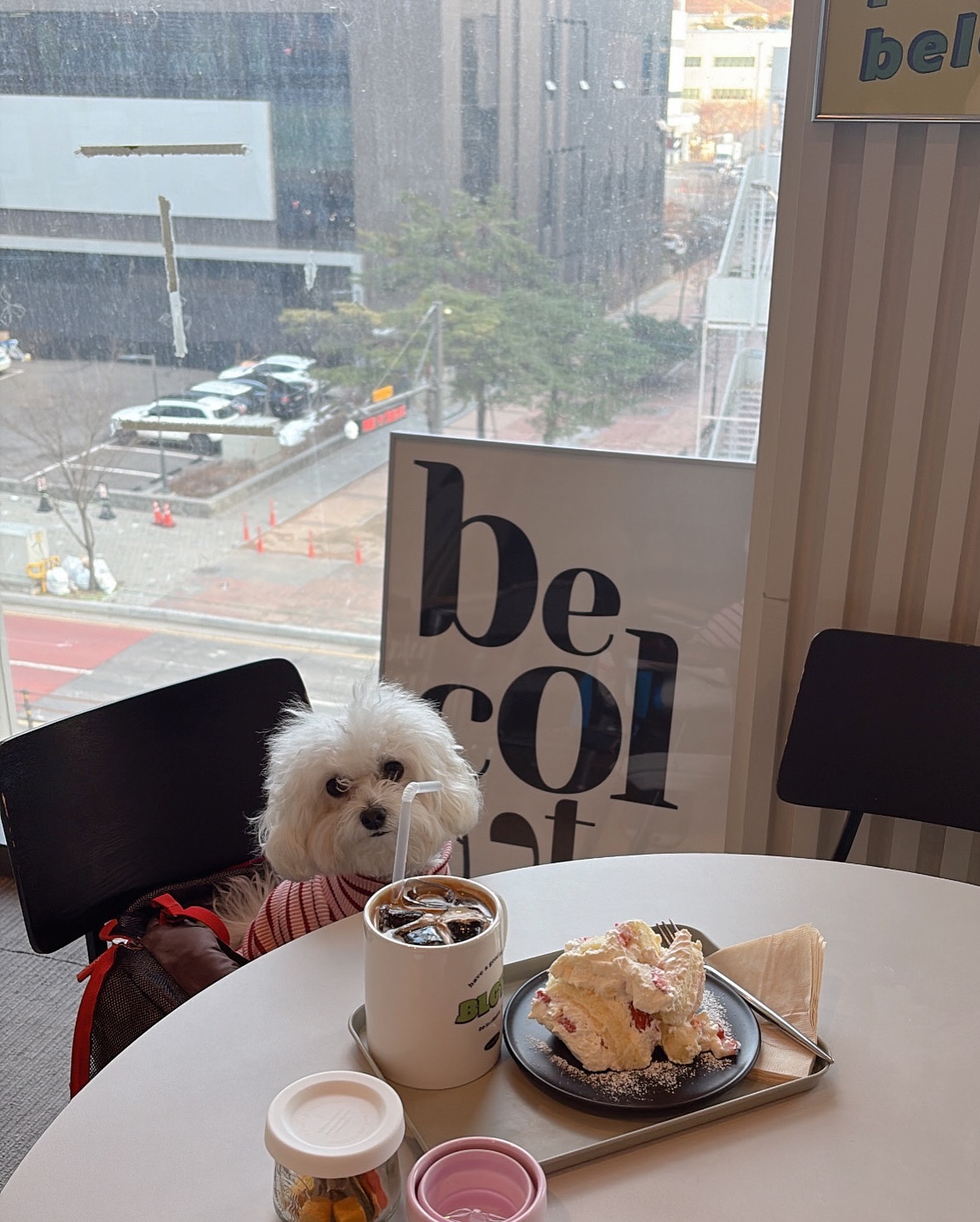 집 밖에 나오면 신나는 가나지 🐾

#전설의강아지_김오복