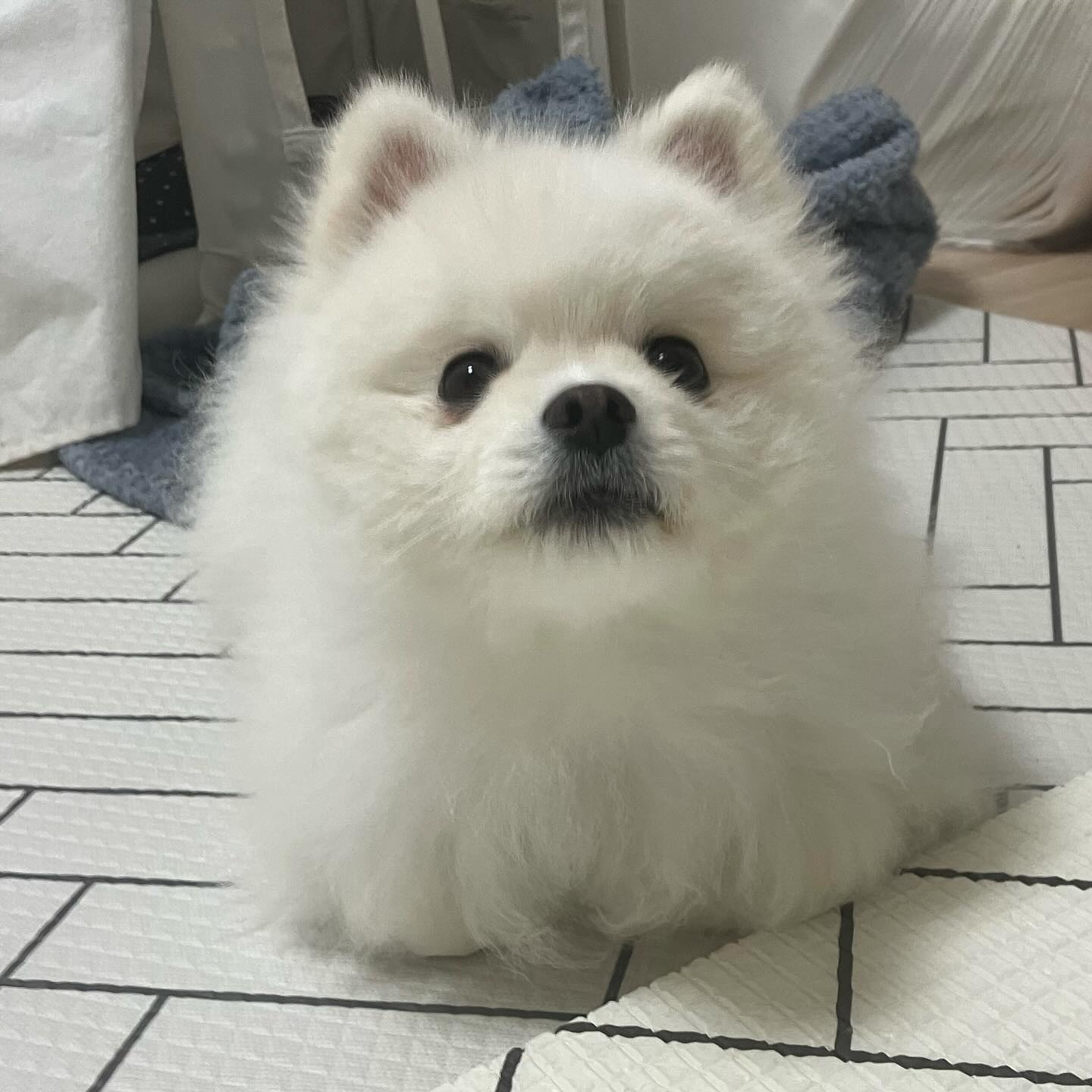 오랜만에 식빵굽는중 🍞
