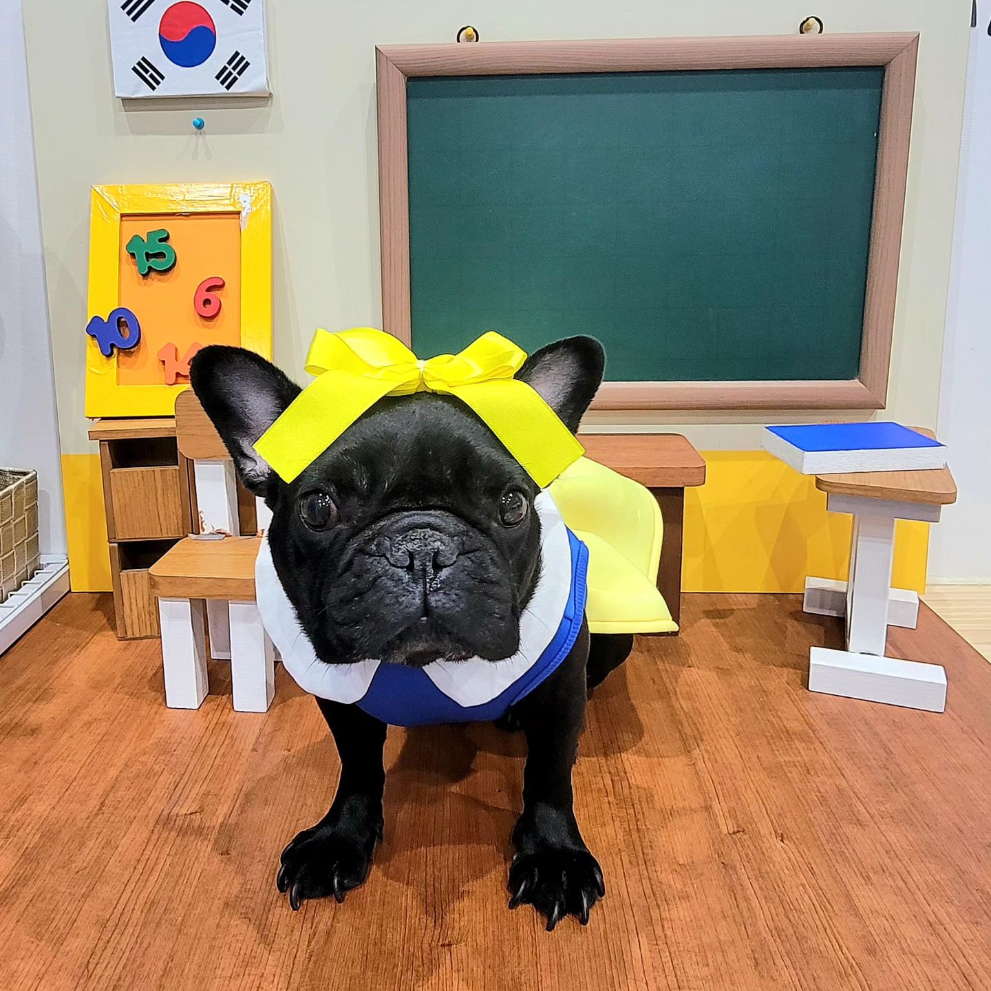 귀찮이서 안올렸던 흑미사진들🩷 나만 보기 아깝잖아?
우리 공주 보고가세요(۶்ิ▿்ิ)۶่่
.
.
.
.
#멍스타그램 #대구애견카페 #구미애견카페 #예천애견카페 #달성군애견카페 #경산애견카페 #독스타그램 #멍팔맞팔 #frenchbulldog #dogstagram #푸들 #포메라니안 #말티즈 #말티푸 #좋반 #좋아요 #협찬 #동성로 #강아지서포터즈 #강아지모델 #프렌치불독 #대구프렌치불독 #프렌치불독브린들