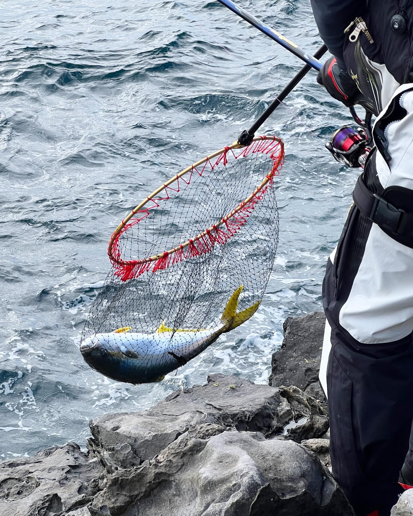 𝙅𝙚𝙟𝙪 𝙡𝙞𝙛𝙚 🌊
/
/
12.10. 낚시기록하기.🎣
주말은 진짜...스벅 오픈런보다 심하게 나가야 함
하필 정출까지 있던 날이라 새벽5시에 나갔어도 소용없었음
🤦🏻‍♀️#낚시에진심 가득한 낚시꾼들이 너무 많아도 많다......
서로 자리싸움 눈치게임 난리도 아니다...아휴......
다시는 주말에 낚시 안와야지 하는 마음으로 출동..
캬.. 해뜨는 거 보는데 마음이 벅차다 진짜 이 맛에 새벽낚시..

다른 사람들는 고기는 잘 잡는데 나는 부시리에 죽을뻔
손맛아니고 몸맛을 느낄 수 있는 거대한 놈 잡고 지치고
신랑도 역시 부시리에 당할 수 없었던 하루..옆에 조사들은
다 벵에돔 4짜 잡고 그러더니 우린 재수가 없었다😨....
그래도 신랑꺼보다 내 고기가 더 큰걸로? ㅋㅋㅋ..63cm!!
줄은 몇 번이나 터진걸까..매주 낚시했지만 이 날은 정말 힘듦
그럼 좀 쉬어야하는데 모레 또 나갈 생각에 날씨 체크 또 체크중

그냥 #낚시에미쳤다 모레는 몸맛 말고 손맛 보게 해주세요 🙏🏻..