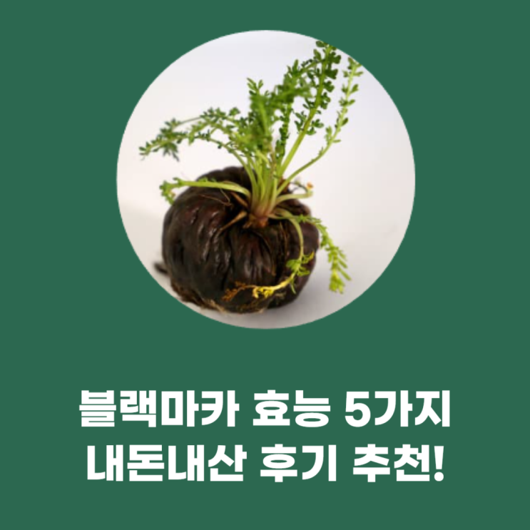 블랙마카 효능 5가지 내돈내산 후기 추천