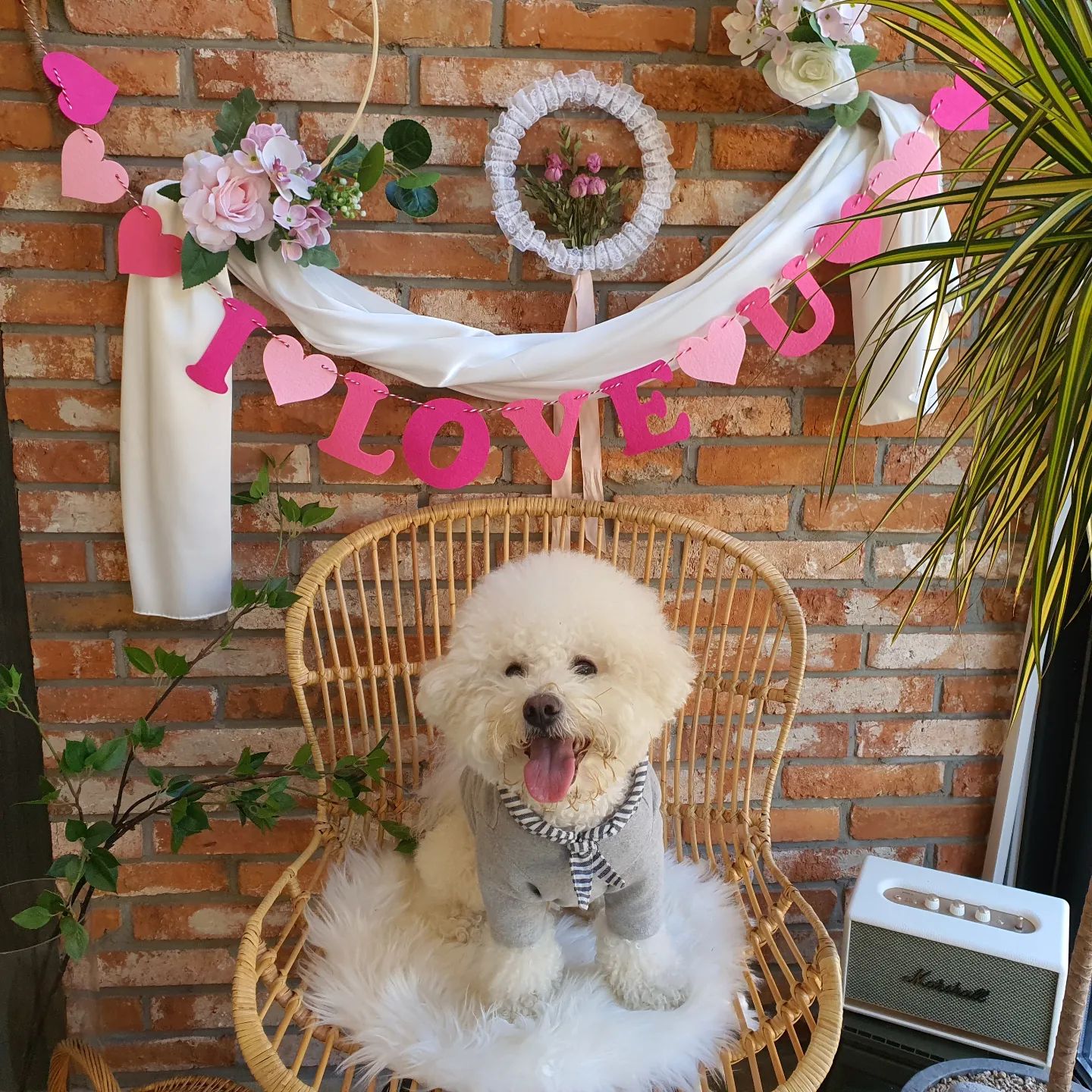 #달칸일상 #230228
.
.
꼬질이 달칸이들 데리구 8일만에 또 피노카페
그새 포토존이 바뀌었다닛 고냥 지나칠슈 있나!
오늘듀 언덕길 뛰댕기느라 바빴던 카니,,ㅎ
카니 놀아준 댕댕이 친구들 모두모두 곰아어🤗
.
.
#반달 #시츄 #13살 #노견 #칸 #비숑 #비숑프리제 #bichonfrise #5살 #다견가정 #모델견 #강아지모델 #팔로우 #맞팔 #선팔하면맞팔 #댓글 #좋아요 #좋반 #f4f #l4l #애견인소통 #소통 #강아지 #daily #세종애견카페 #피노카페