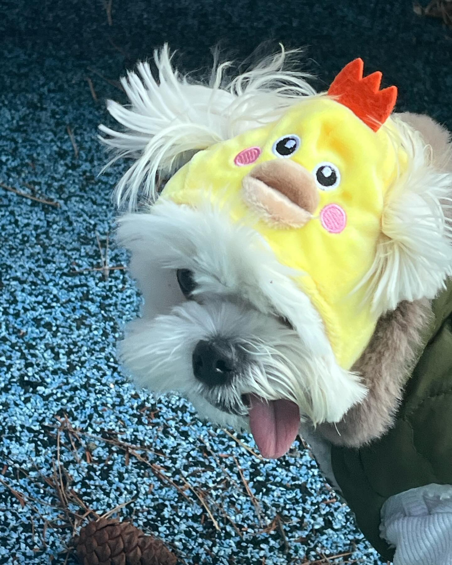 이게 머람..🐶🐥